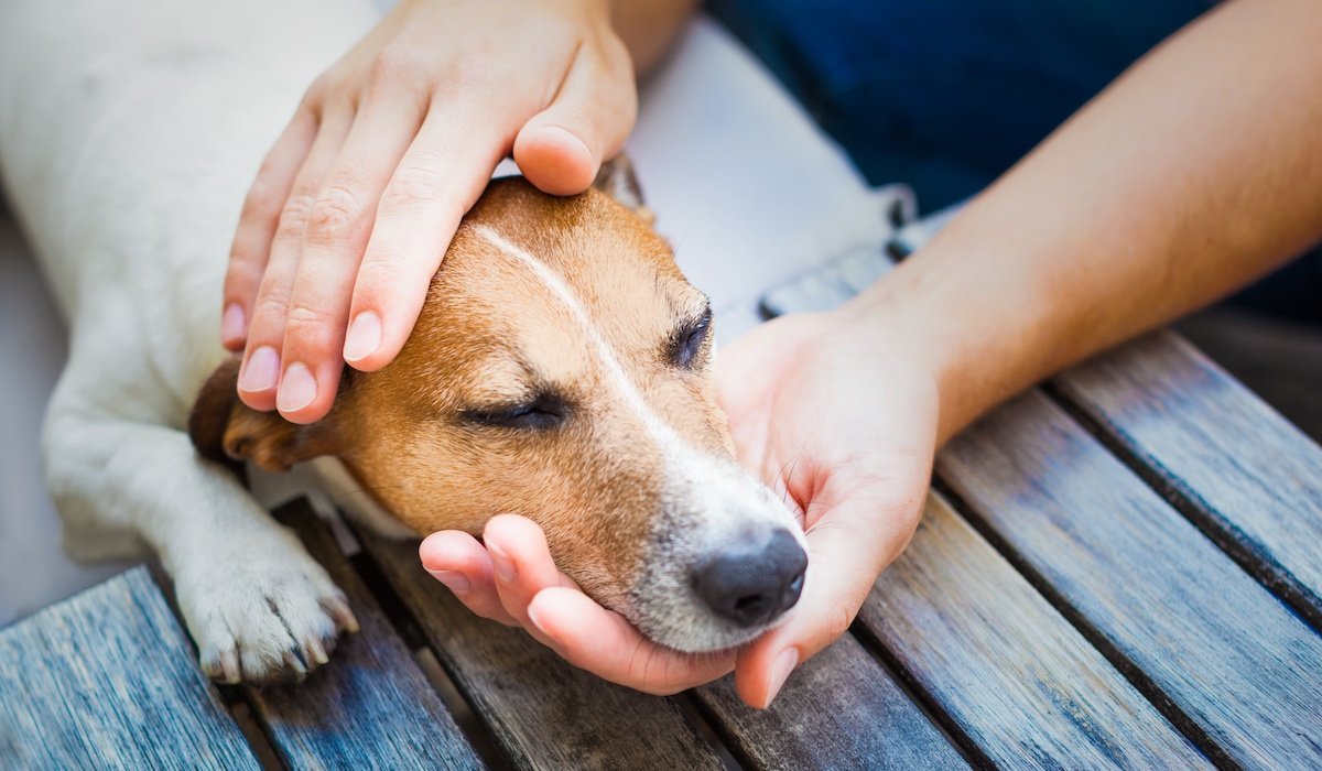 𝐖𝐡𝐲 𝐝𝐨 𝐬𝐨 𝐦𝐚𝐧𝐲 𝐝𝐨𝐠𝐬 𝐠𝐞𝐭 𝐩𝐚𝐧𝐜𝐫𝐞𝐚𝐭𝐢𝐭𝐢𝐬? 🤔

Dogs get pancreatitis 25 to 50 times more than humans. That's not bad luck.

The reason most vets give is fat. But the evidence doesn't really support that theory.

When a dog ea