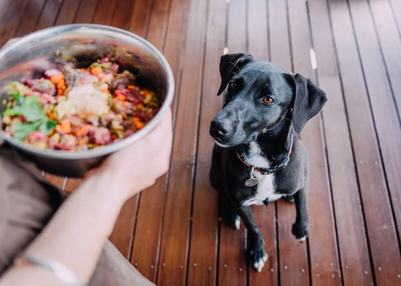 The best time to think about pancreatitis is before your dog gets it! The good news is for most dogs it's preventable. 

Here are the top 5 things you can do to stop pancreatitis from developing in your dog.

🌽 Feed a low carbohydrate diet. 
This is