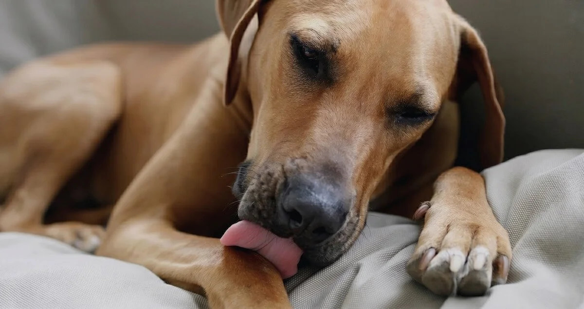 Why Does My Dog Keep Licking Their Paws?