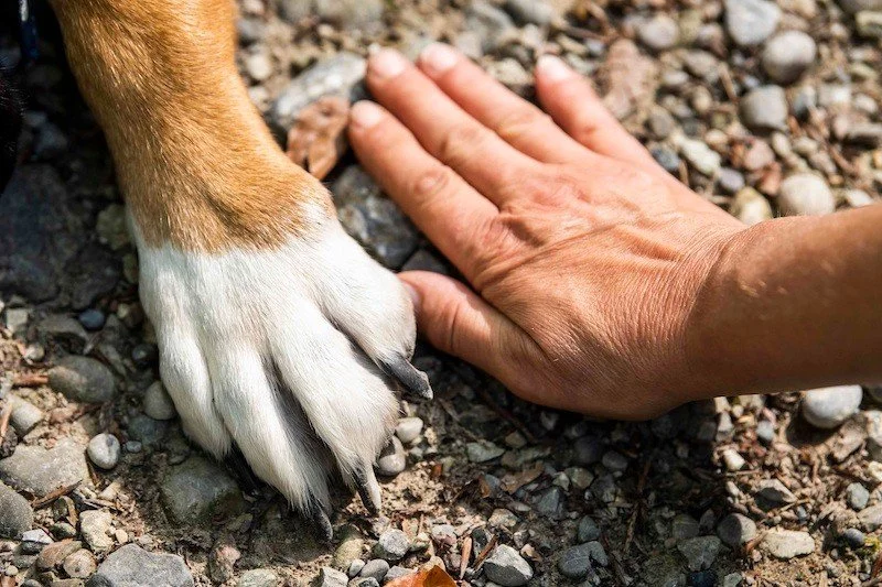 Paw licking can be horrible 😧

And it's super common - often linked with other allergy symptoms like redness, smelly ears, or hot spots.

If your dog does this you know it can be quite stressful as they are clearly very uncomfortable.

The thing is,
