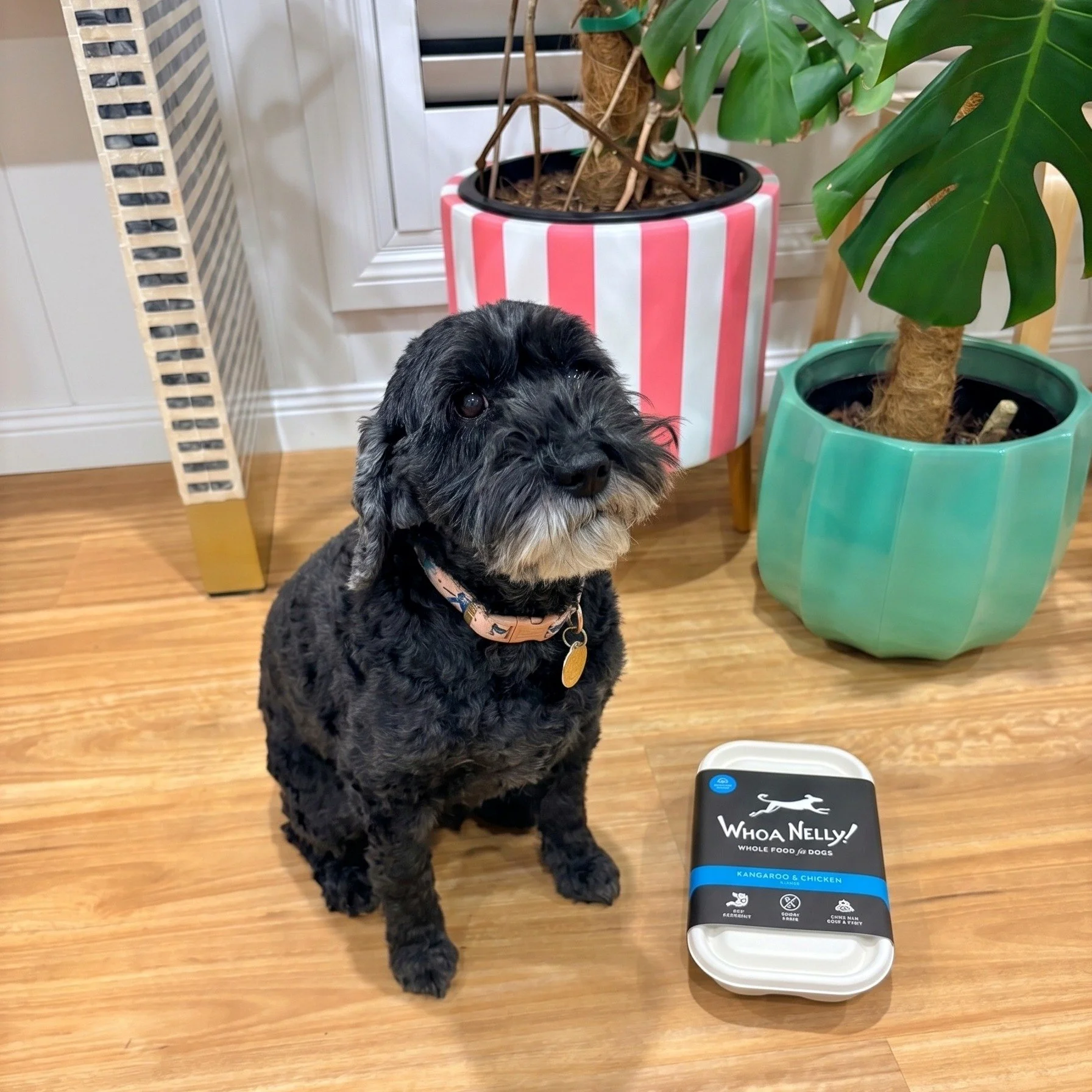 Meet Lola! She&rsquo;s been dealing with recurring yeast in her ears - lots of brown gunk, regular vet trips &amp; medication. Not very fun 😫

Her human Heather reached out a few weeks ago looking for solutions. She'd been splitting meals between Wh