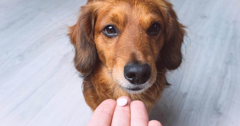 The Dog Longevity Drug (and the Free Version That Already Works)
