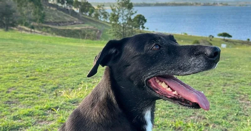 How Diet Shapes The Way Your Dog Ages