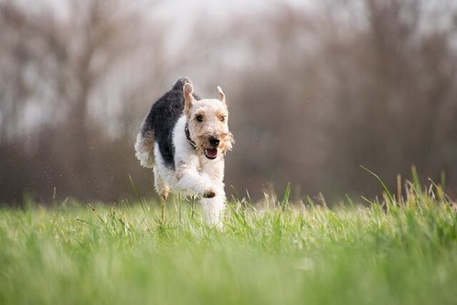 Wheatgrass For Dogs Whoa Nelly Raw Dog Food
