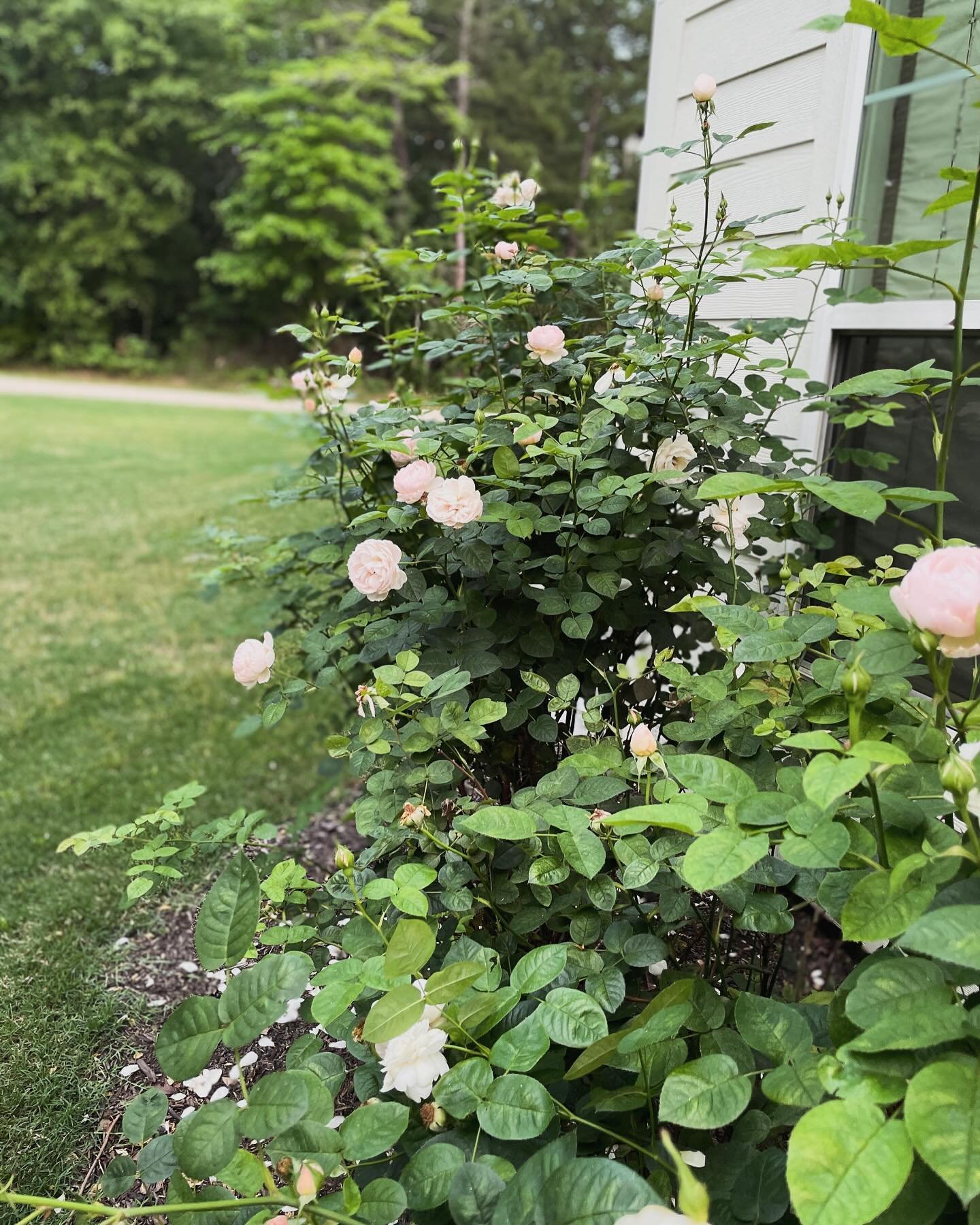 Roll that beautiful heirloom rose footage. 

#heirloomroses #gardenroses #countryside #lightpinkroses #gentlehermione #davidaustinroses #rural_love