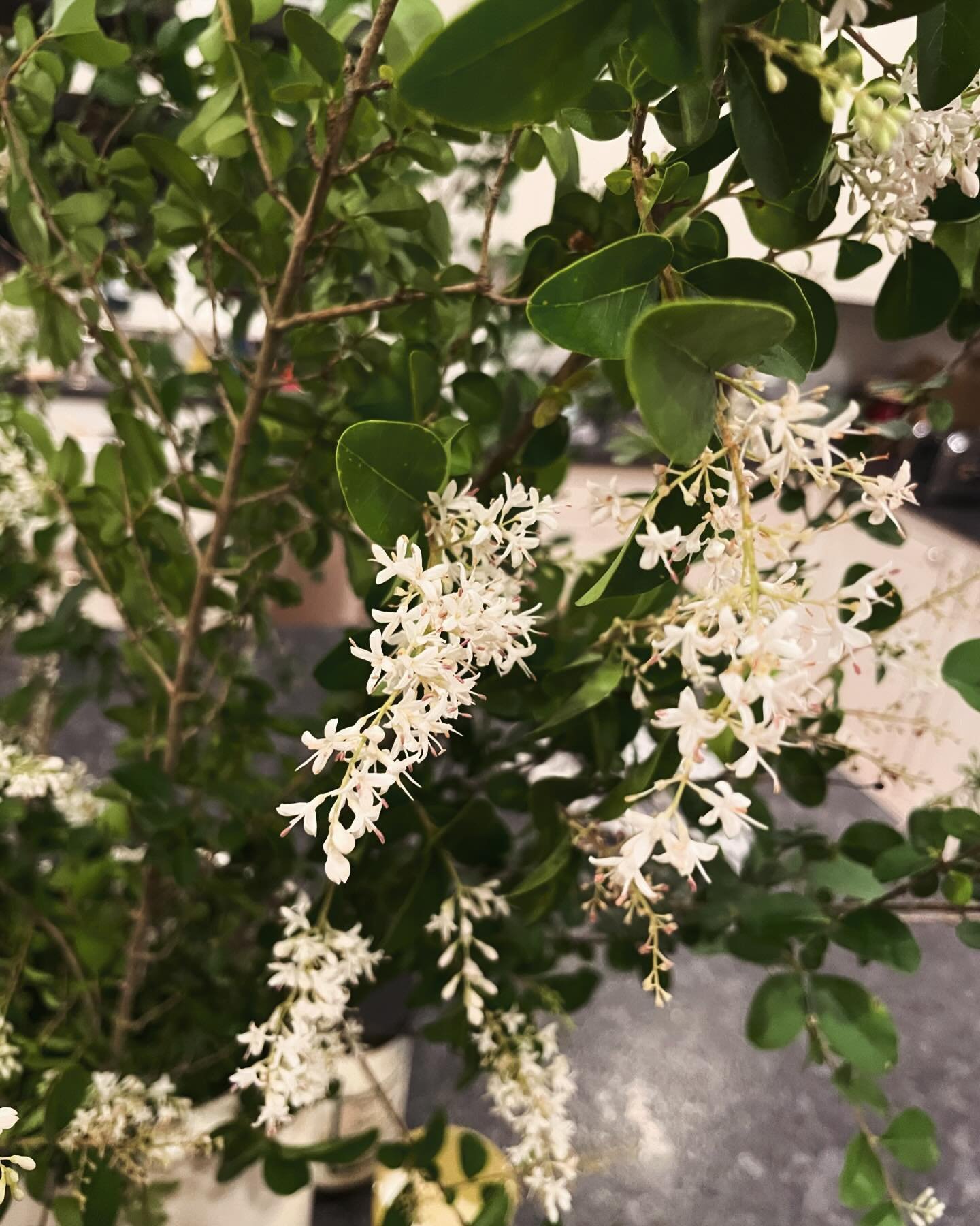 A friend&rsquo;s question made me realize I couldn&rsquo;t remember what these beautiful, fragrant stems were called. To be fair, we were driving around our property hunting blackberries, these trees smelled and looked so pretty, so I had my husband 