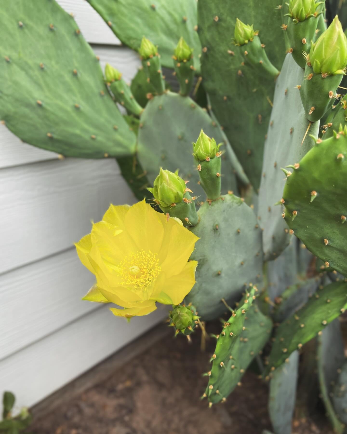 It only happens for a brief time every spring. But, it&rsquo;s worth the wait. 

#cactusbloom #cactus🌵 #cactusblossom #gardengram #rurallife #littlemoments #slowliving