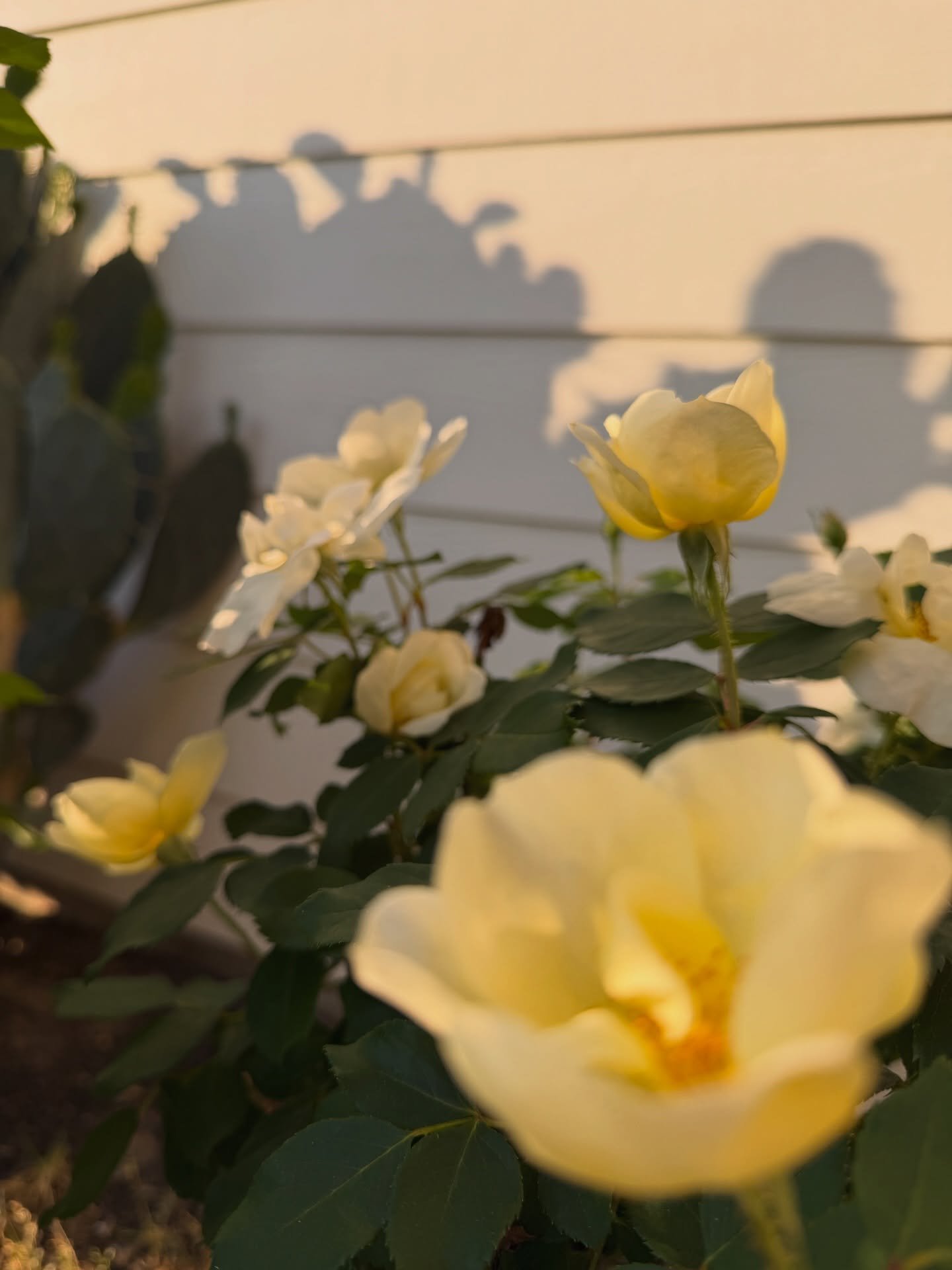 Born to live free, riding on a breeze
On a summer night
Tucked back in the weeds, guess that&rsquo;s just me
In a bed of red roses, I&rsquo;m the one growing up on the wilder side
So if you&rsquo;re tired of thorns, I&rsquo;m a little more
Dandelion