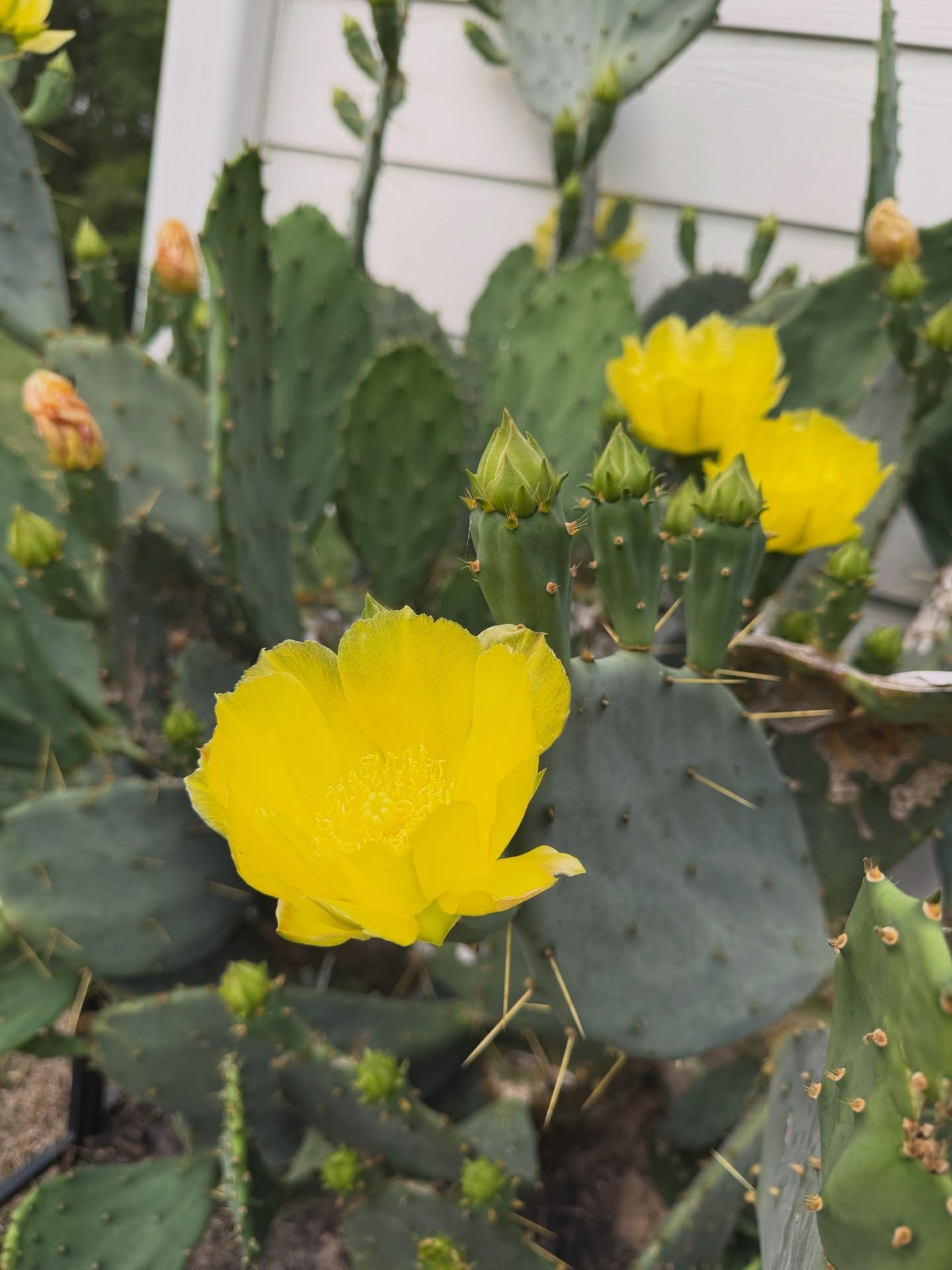 I wait all year for these ladies to show back up in my flowerbed. Little reminders of home. #cactusbloom #cactusblossom #cactusflower