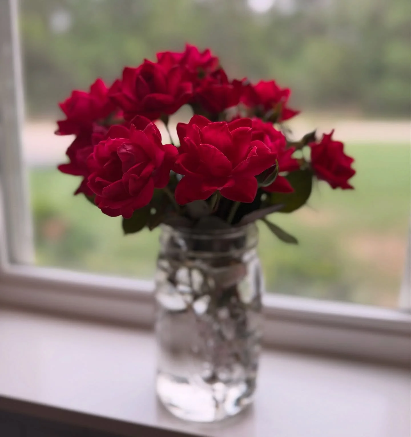Name something better than roses out of the garden in a mason jar. #knockoutroses #redroses🌹 #gardenroses