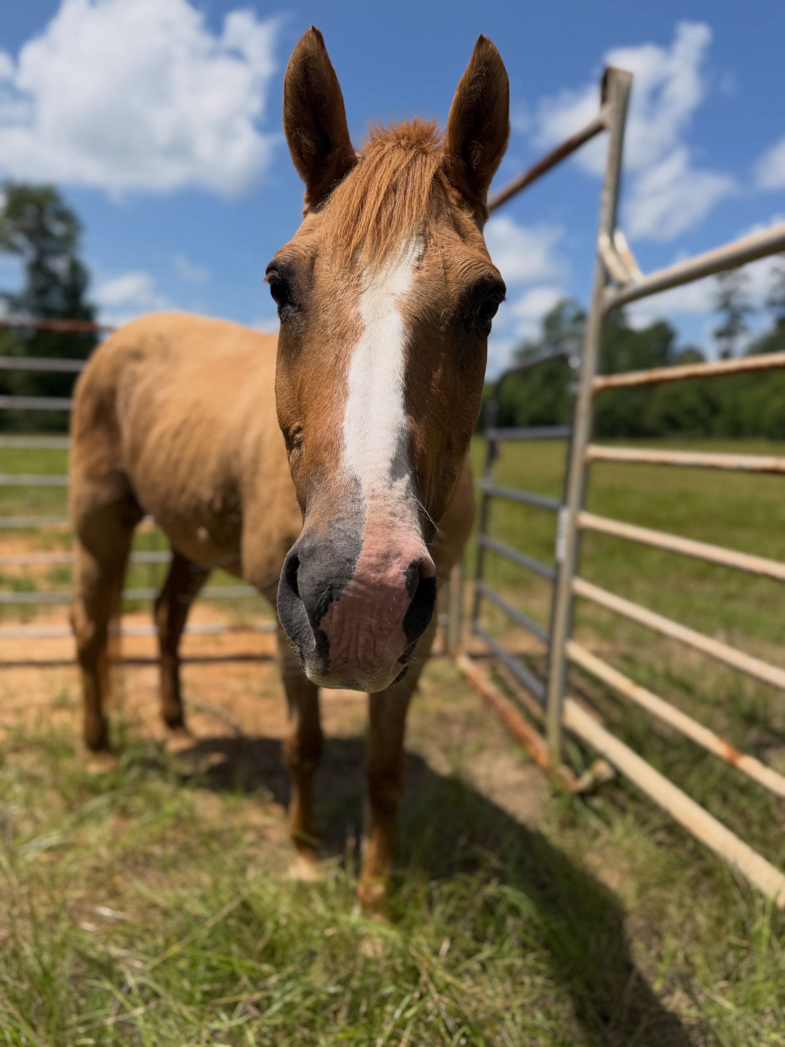 Meet Daisy.