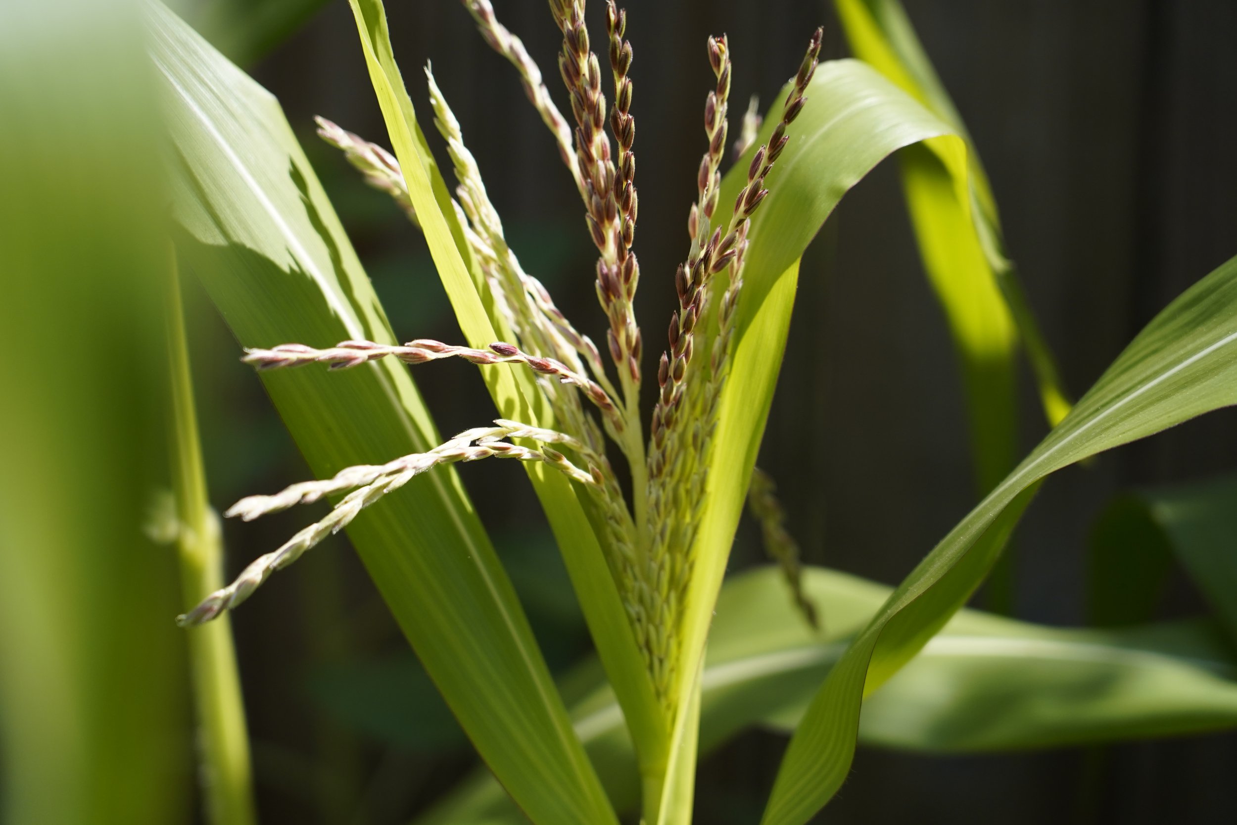 The Mission Starts with a Plant Seed