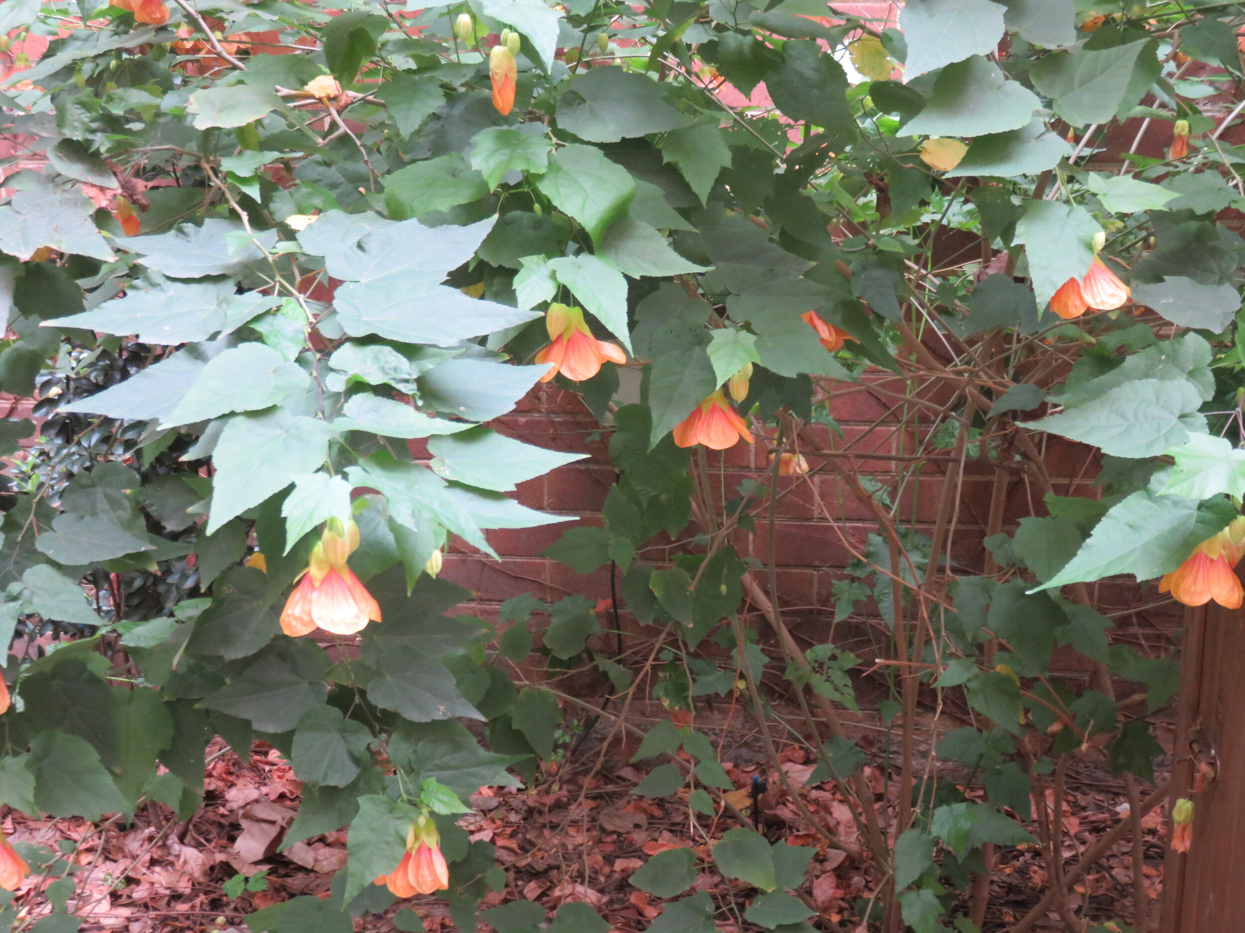  Sensory garden 