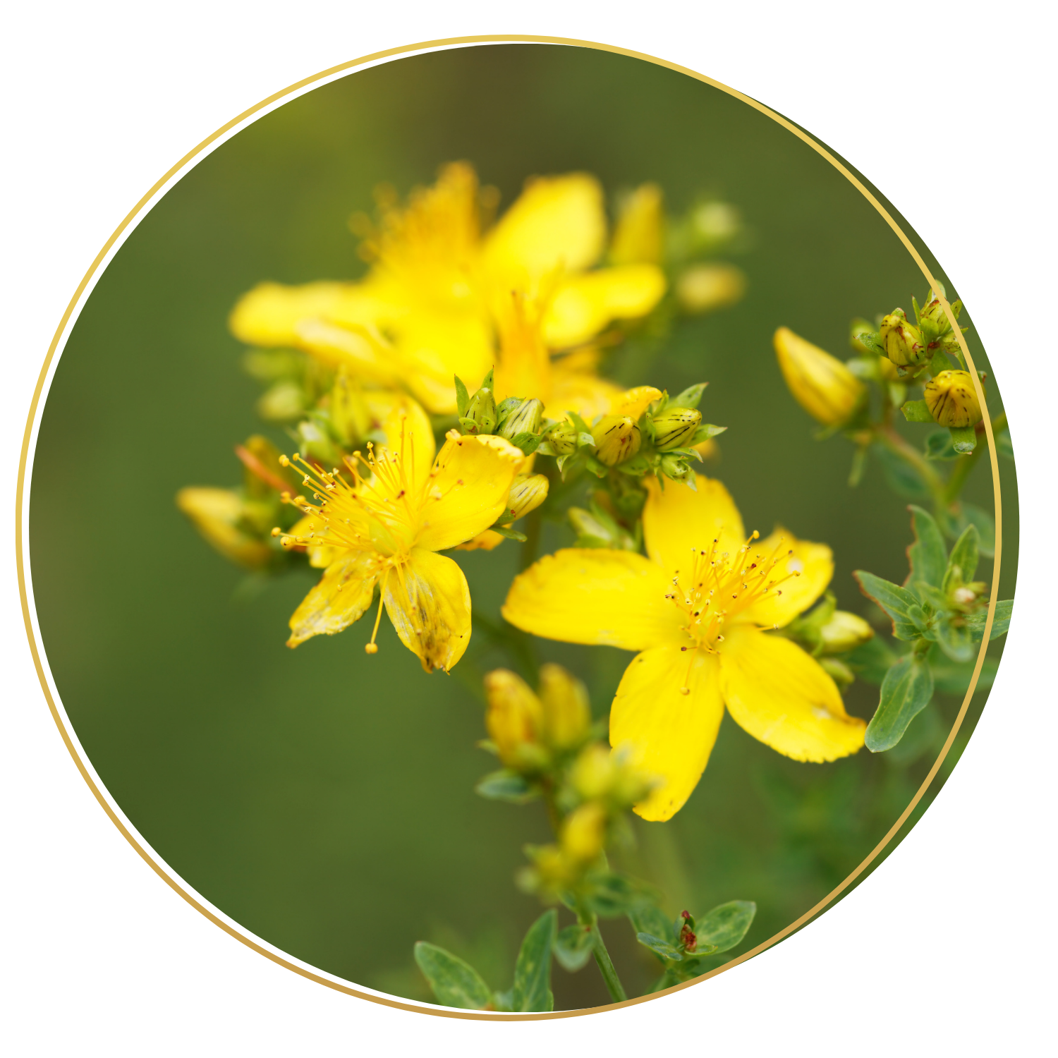 SOLAR BLOOM — A Summer Solstice Self-Care Circle for Women