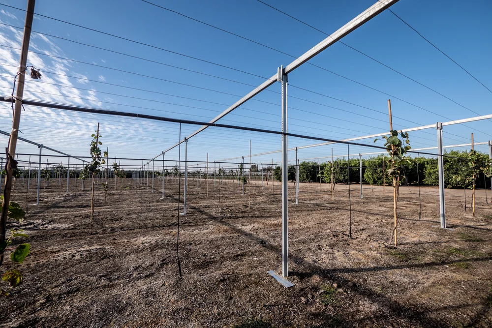 Eco Beam Vertical Trellis For Kiwifruit Crops — Jim's Supply Co.