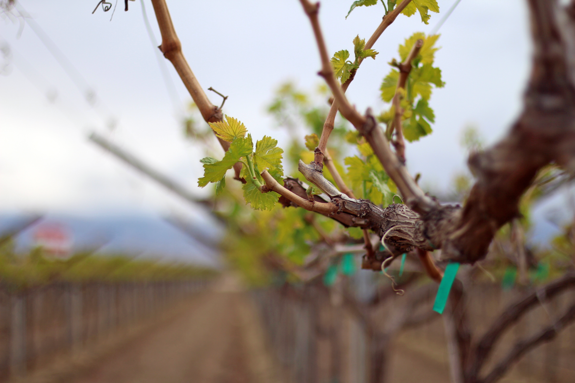 grape vines with tie tape