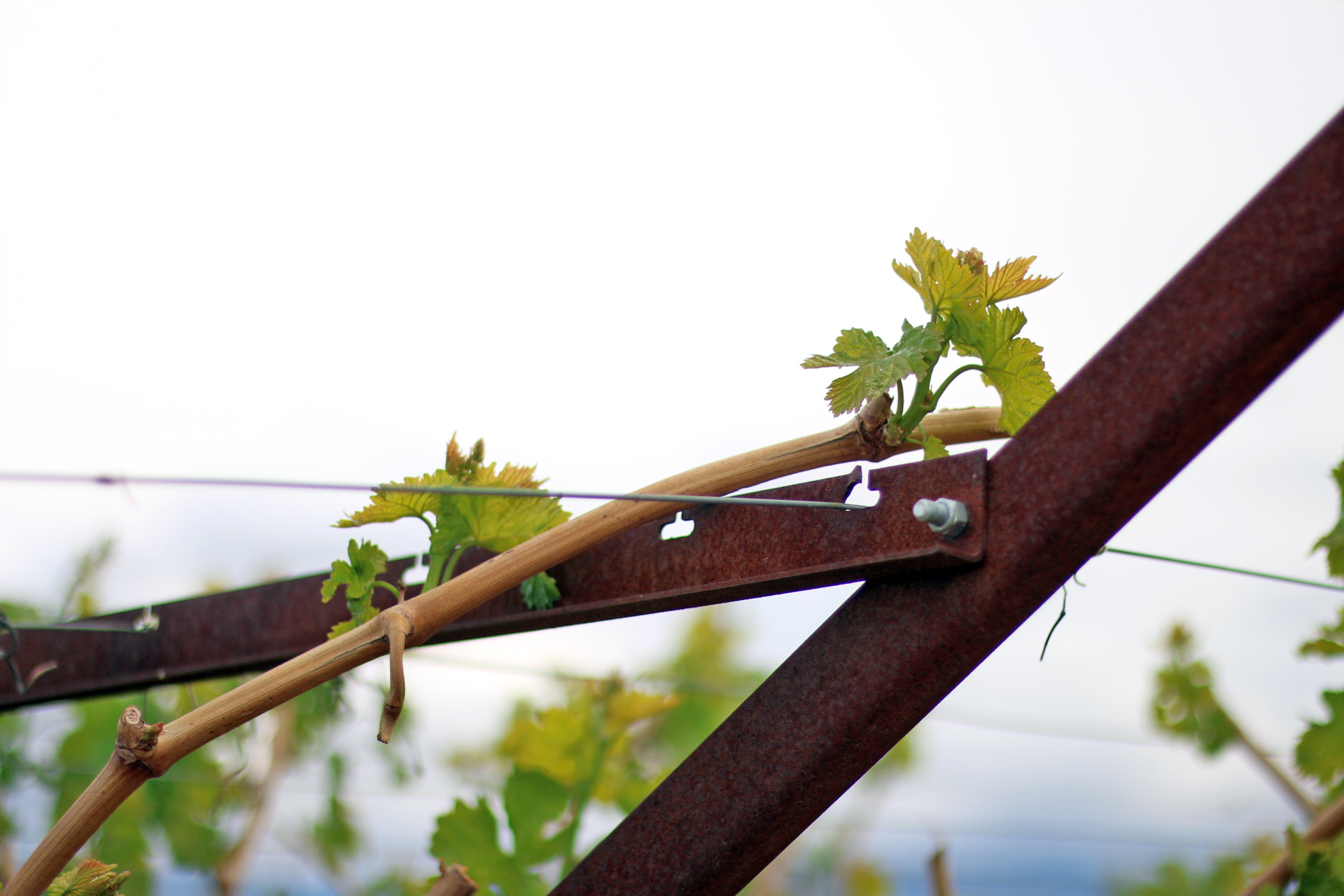 cross arms for vineyards