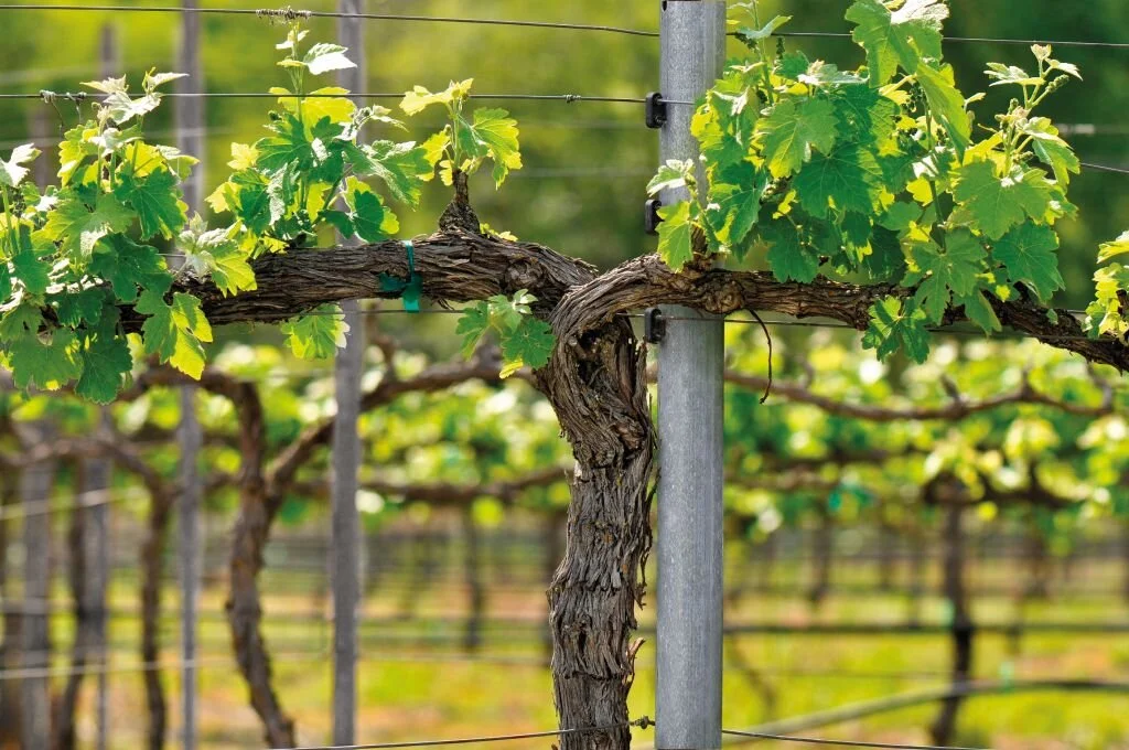 Eco Trellis — Jim's Supply Co.