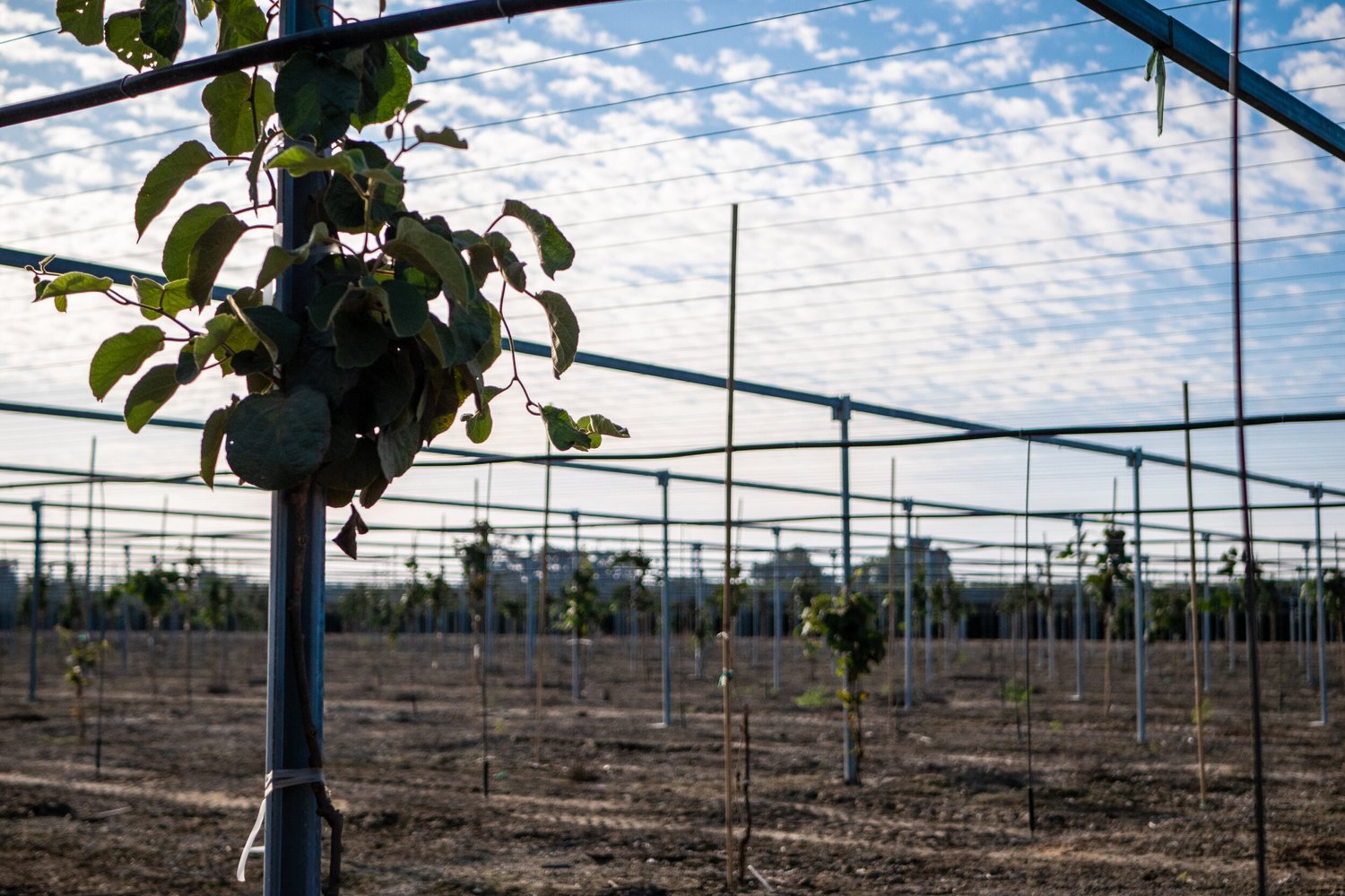 Eco Beam Vertical Trellis For Kiwifruit Crops — Jim's Supply Co.