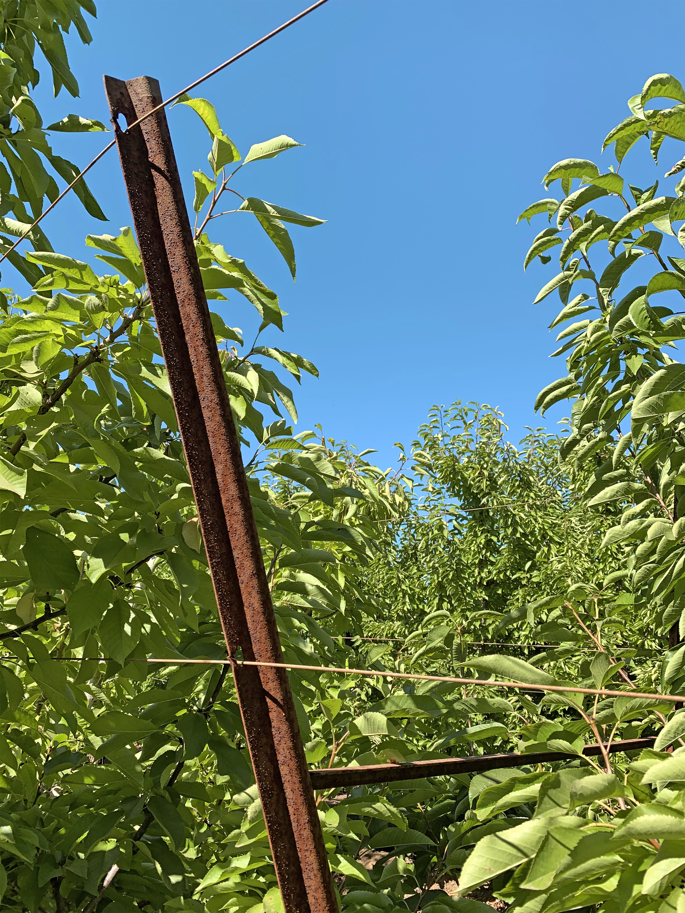 cross arm for a cherry trellis