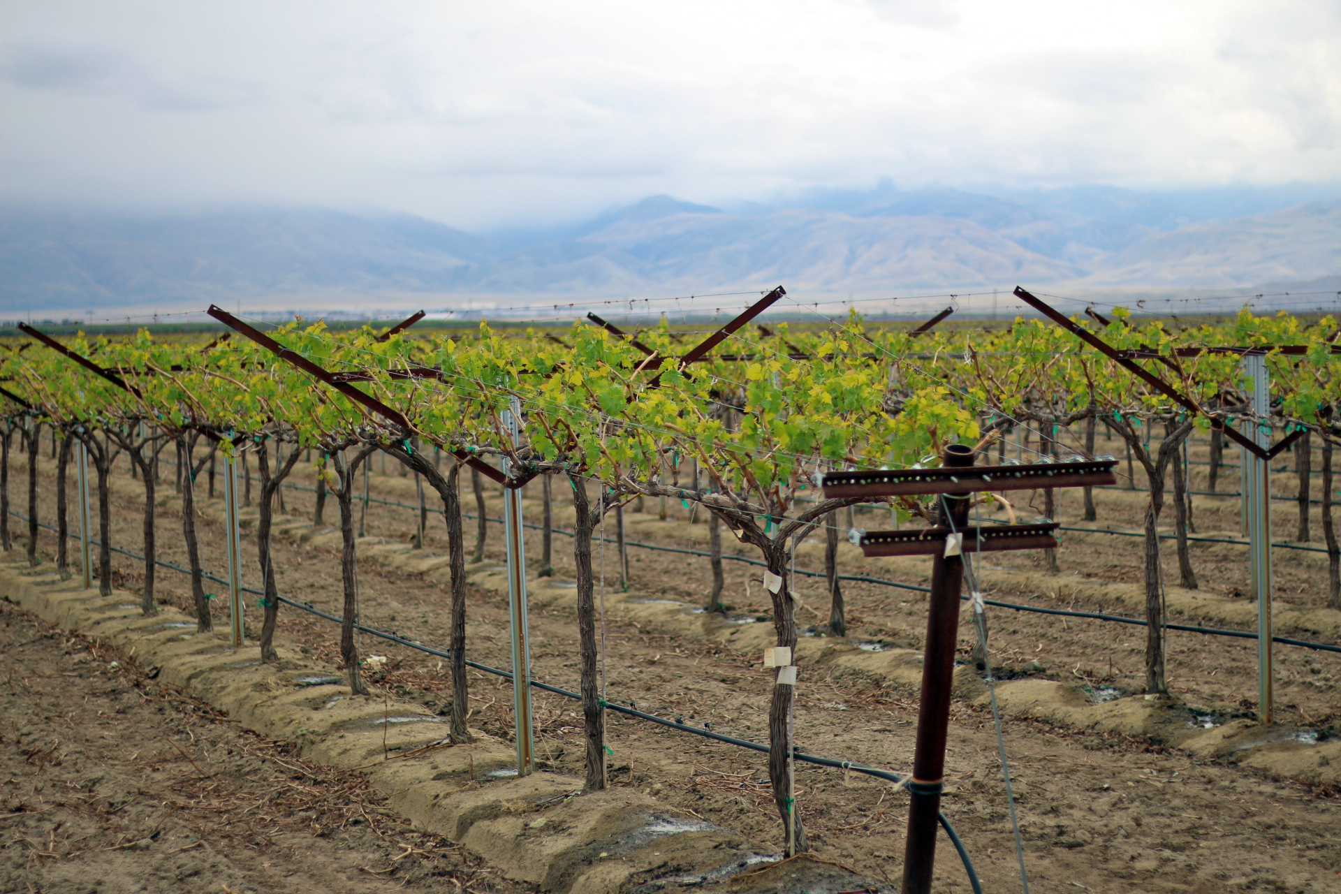 field of table grape vineyards trellis