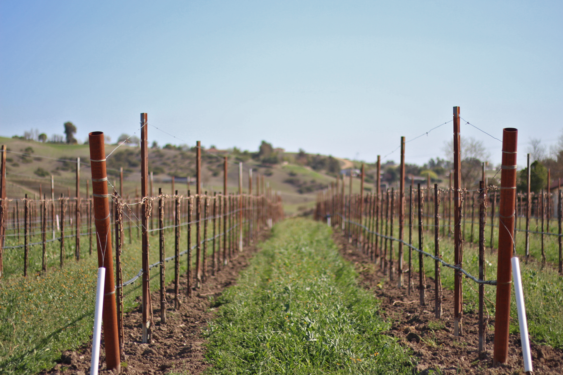 vertical shoot position super stake grande trellis