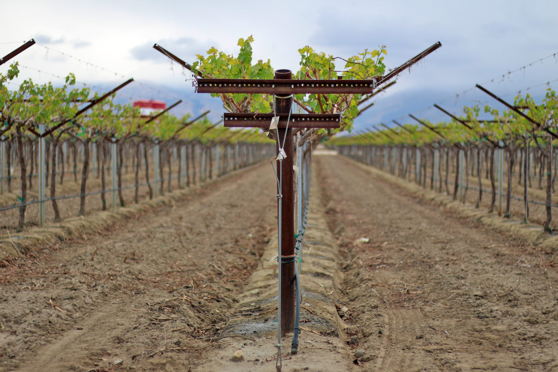 table grape trellis end post