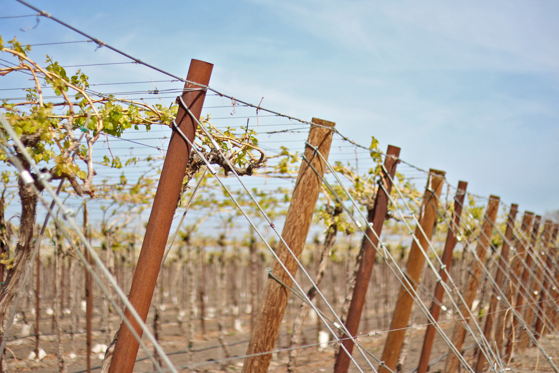 oil field pipe end posts for raisin grapes