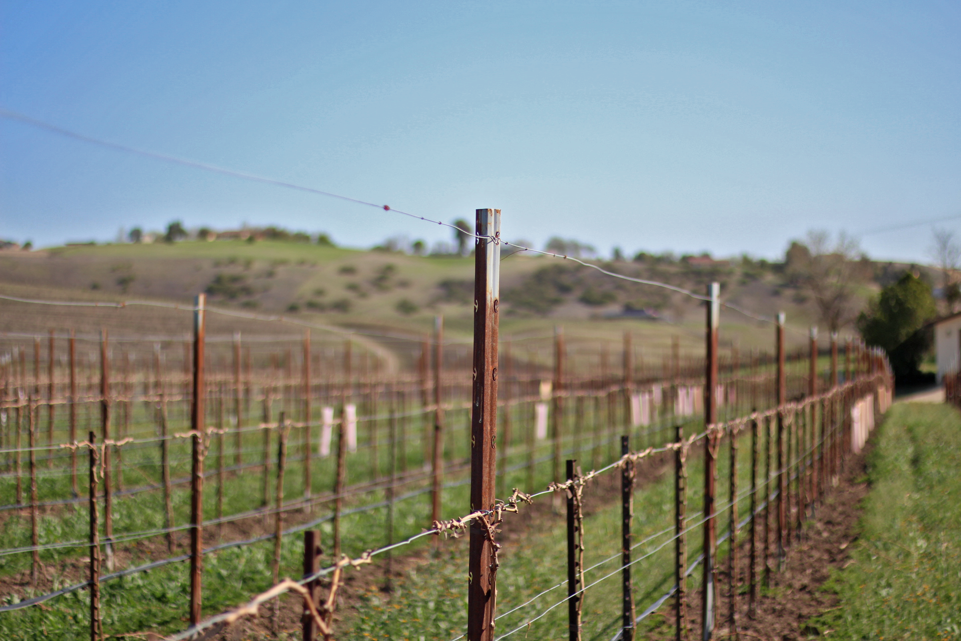 super stake grande trellis