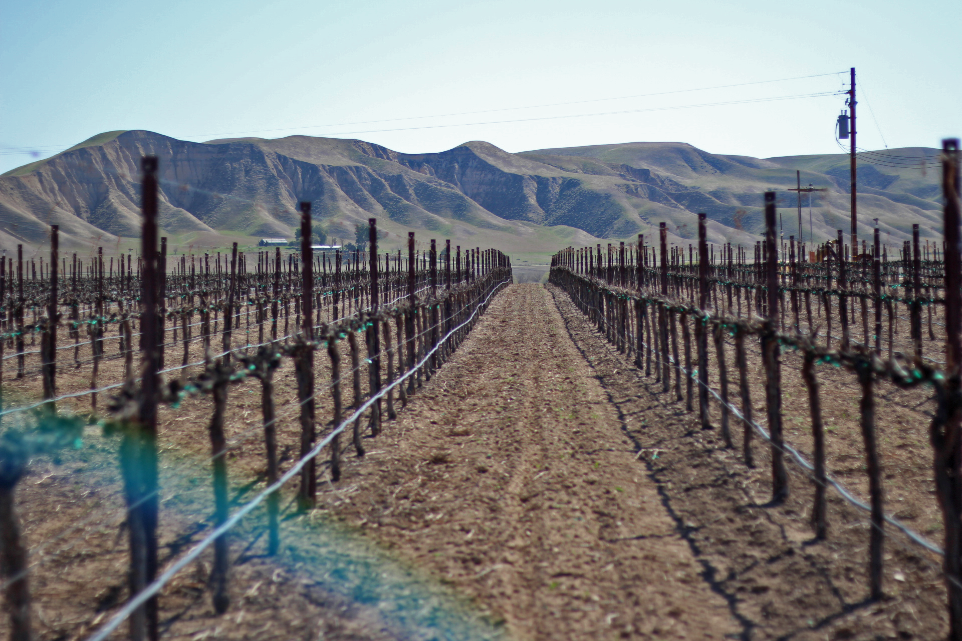 super stake trellis