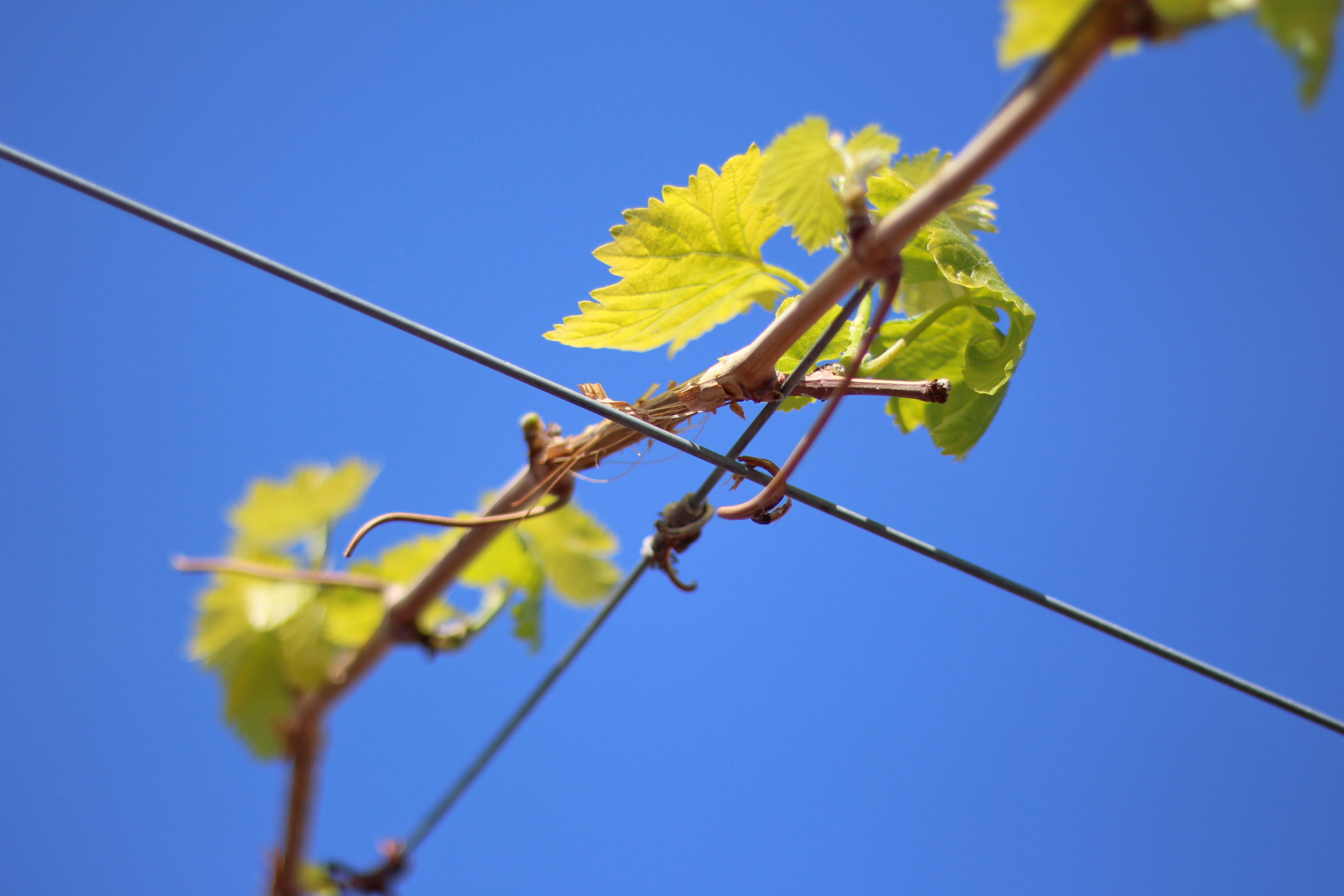 raisin grape vine on wire