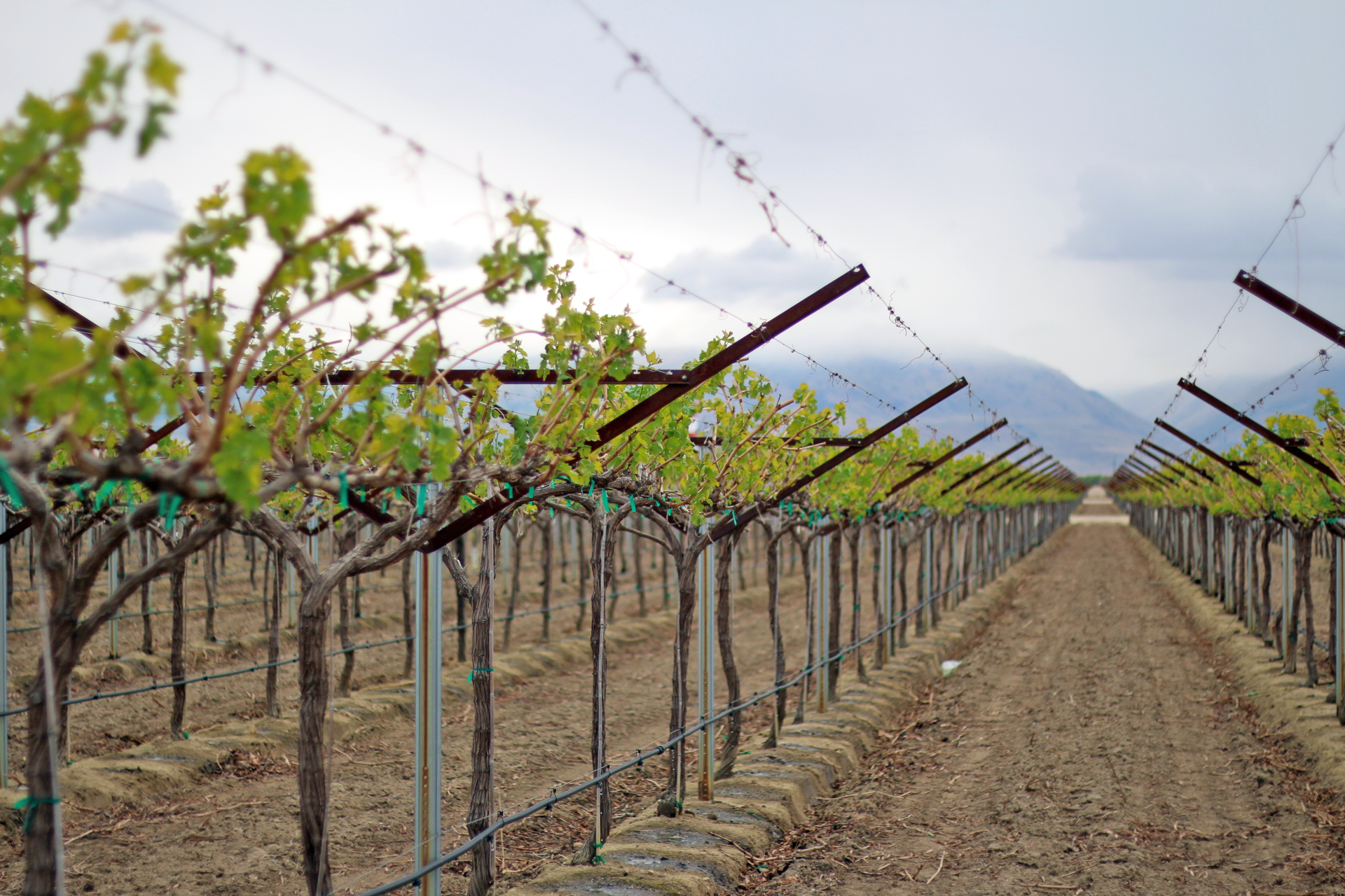 table grape trellis