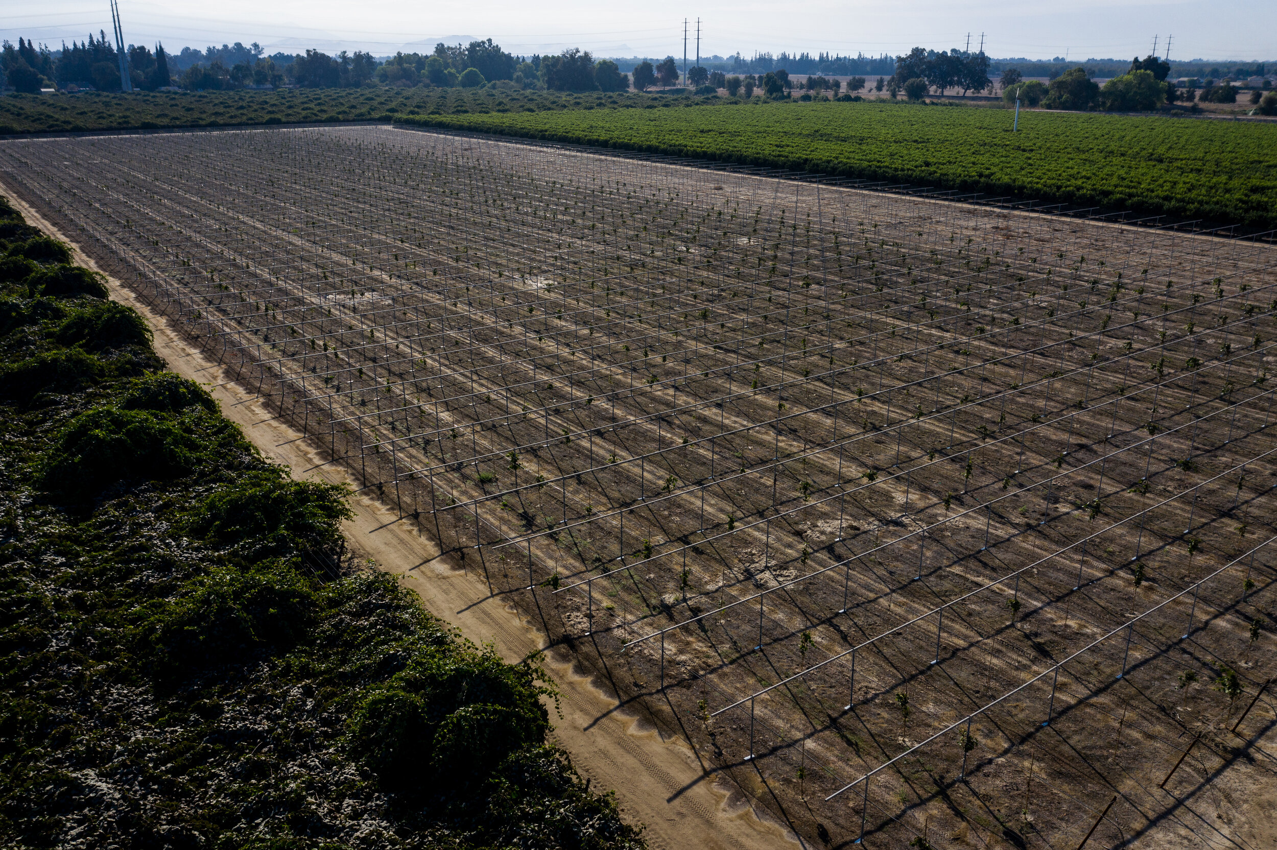 overhead drone shot of kiwi beams on trellising