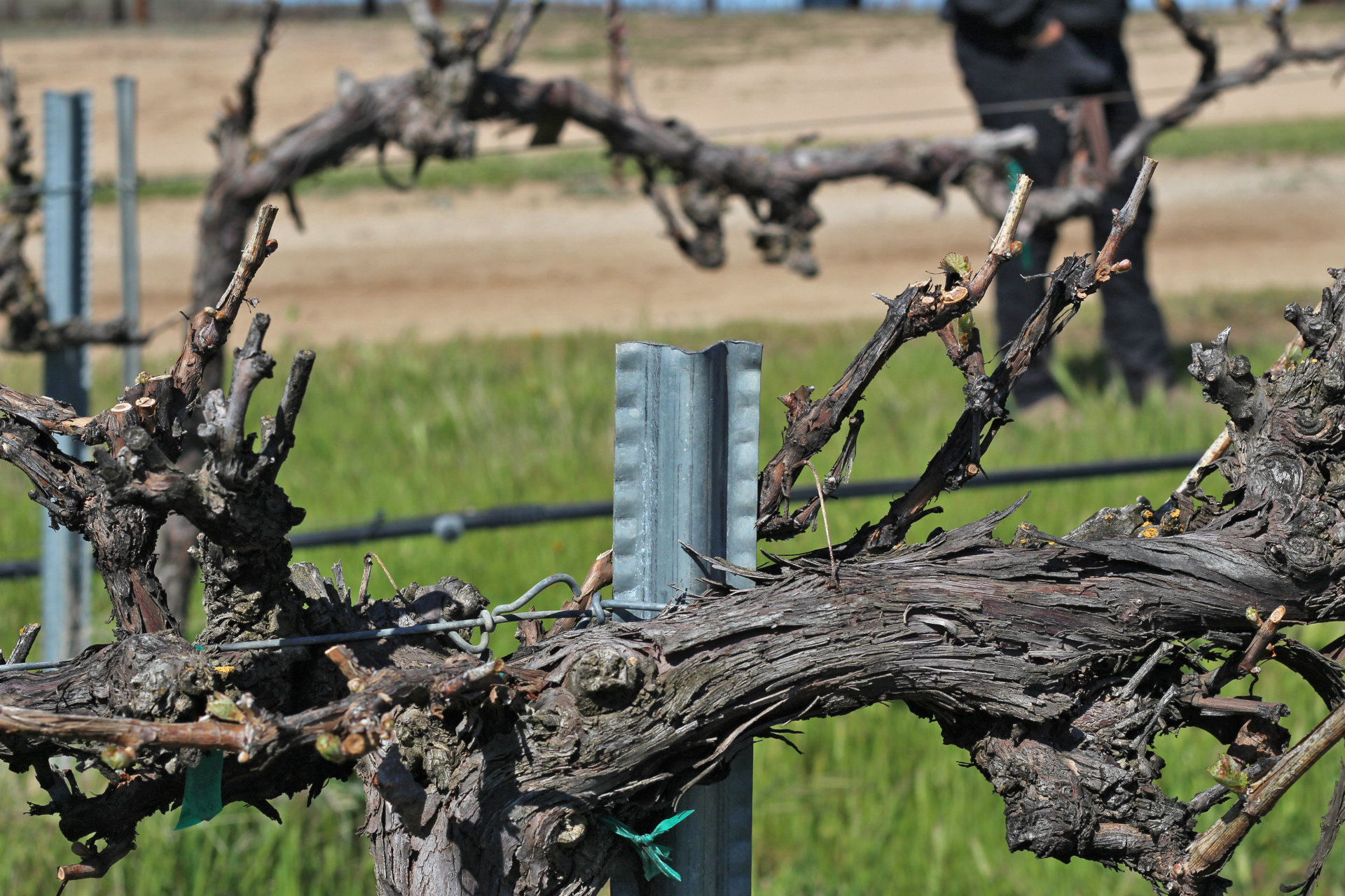 galvanized metal training stake for vineyards