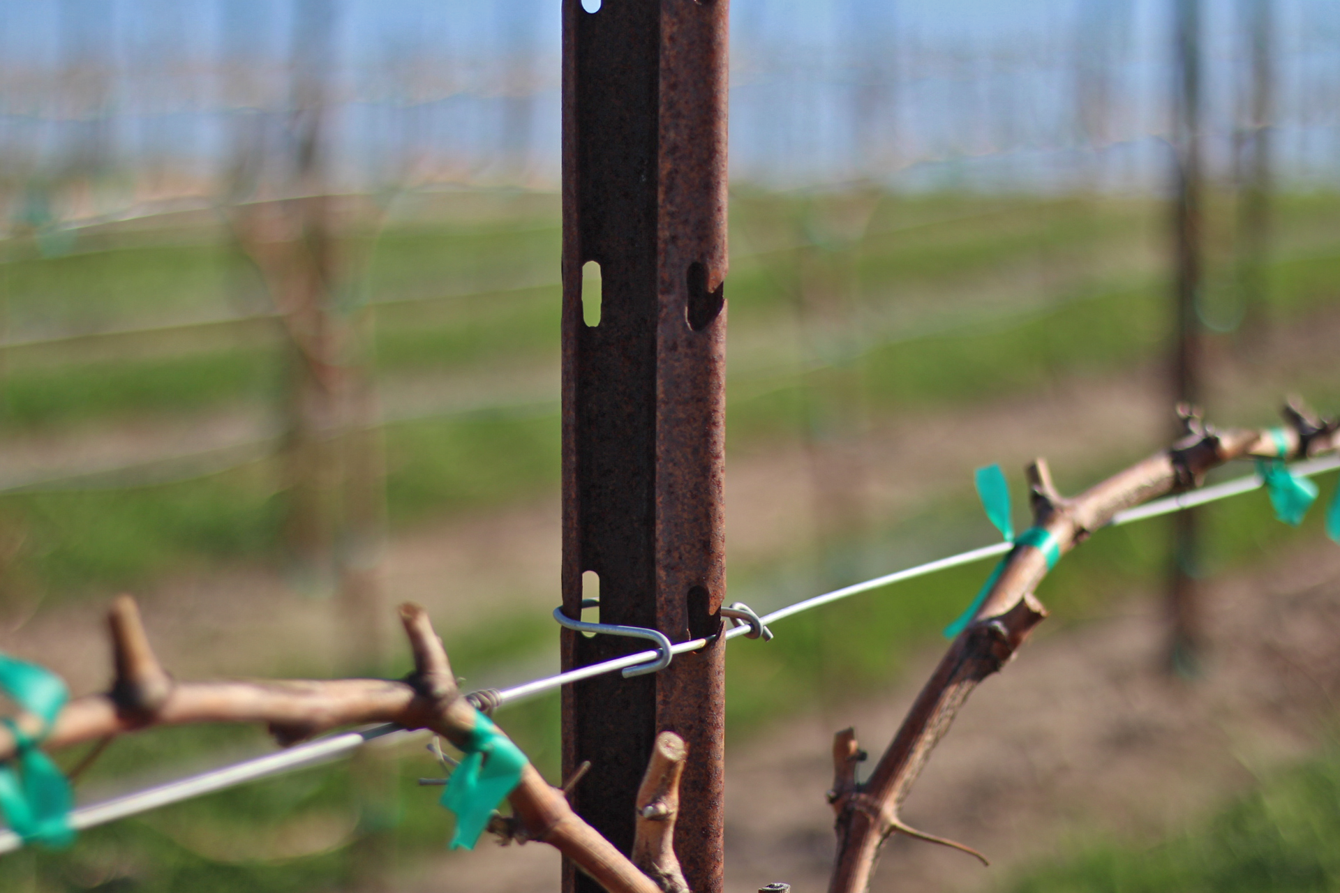 super stake grande trellis