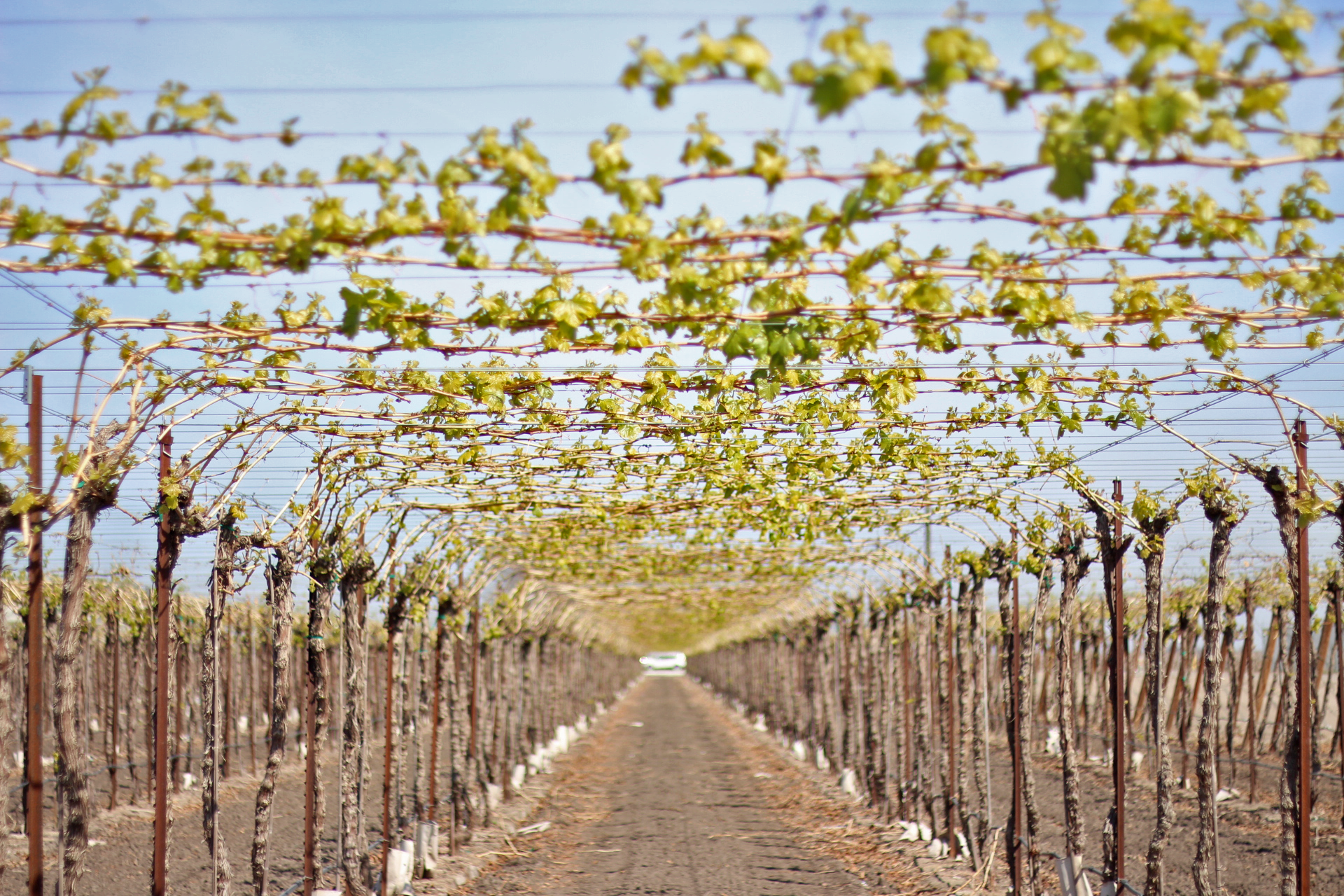 row of raisin grape vineyards on an overhead trellis