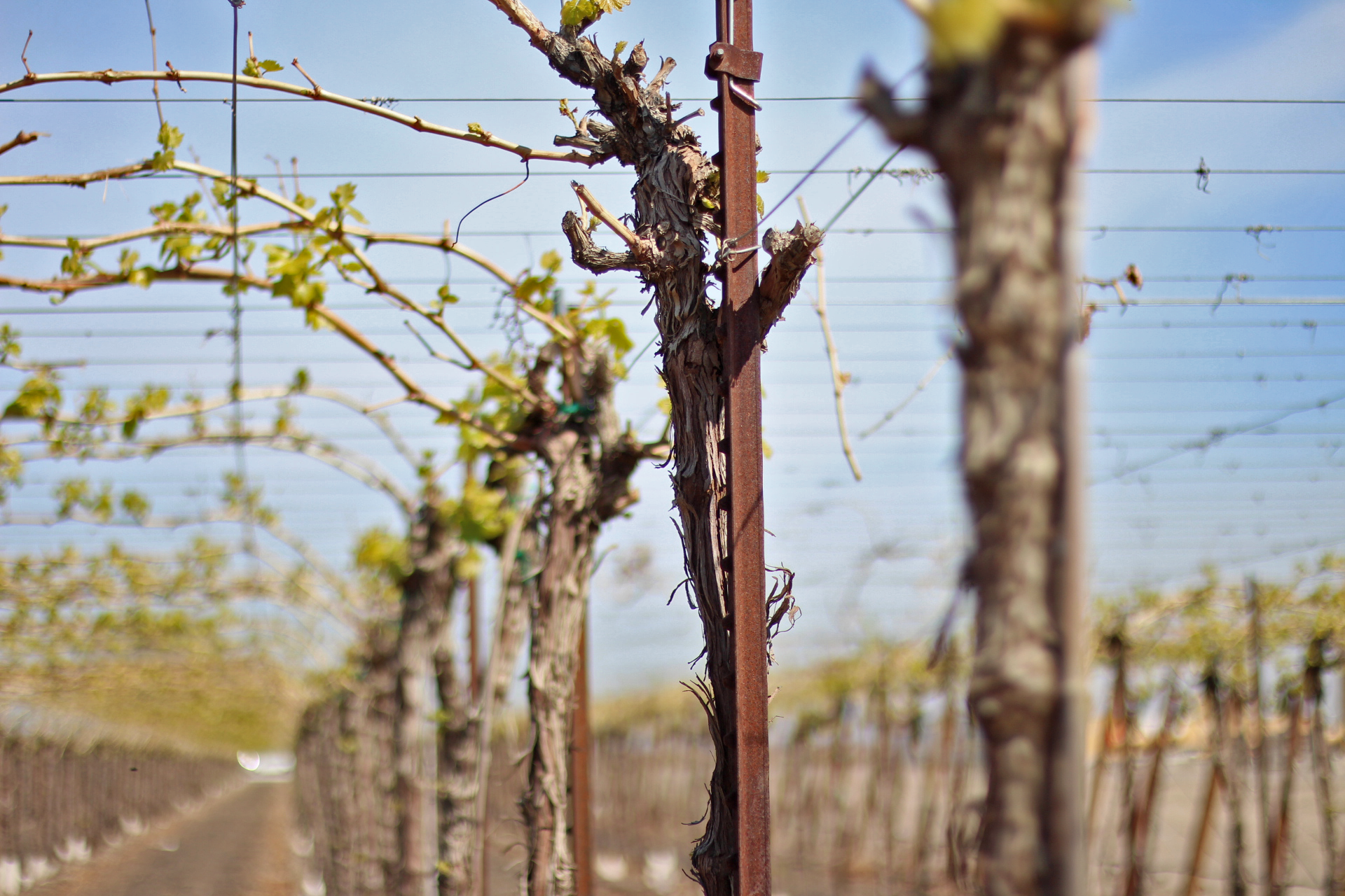 t-post stake for raisin grapes