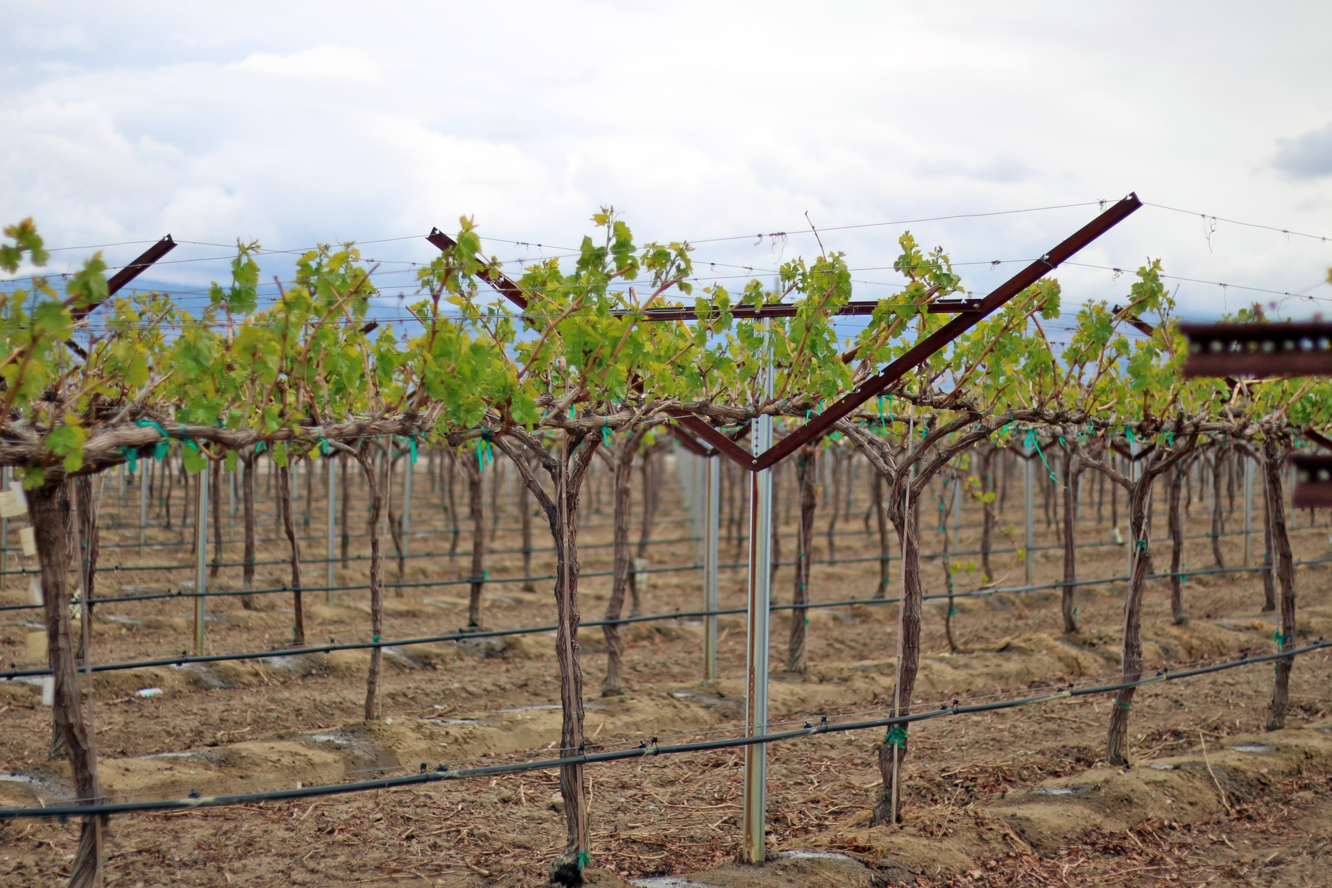 table grape vineyard trellis