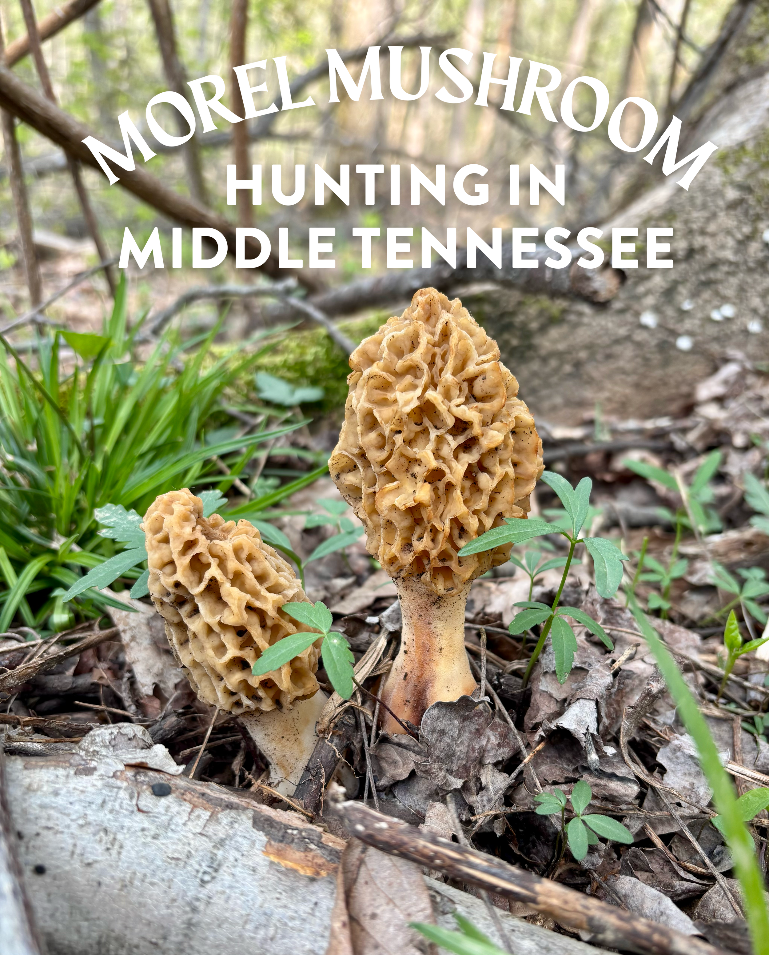 Morel Hunting in Middle Tennessee: Where to Find Them, Trees to Look For, and Safe Harvesting