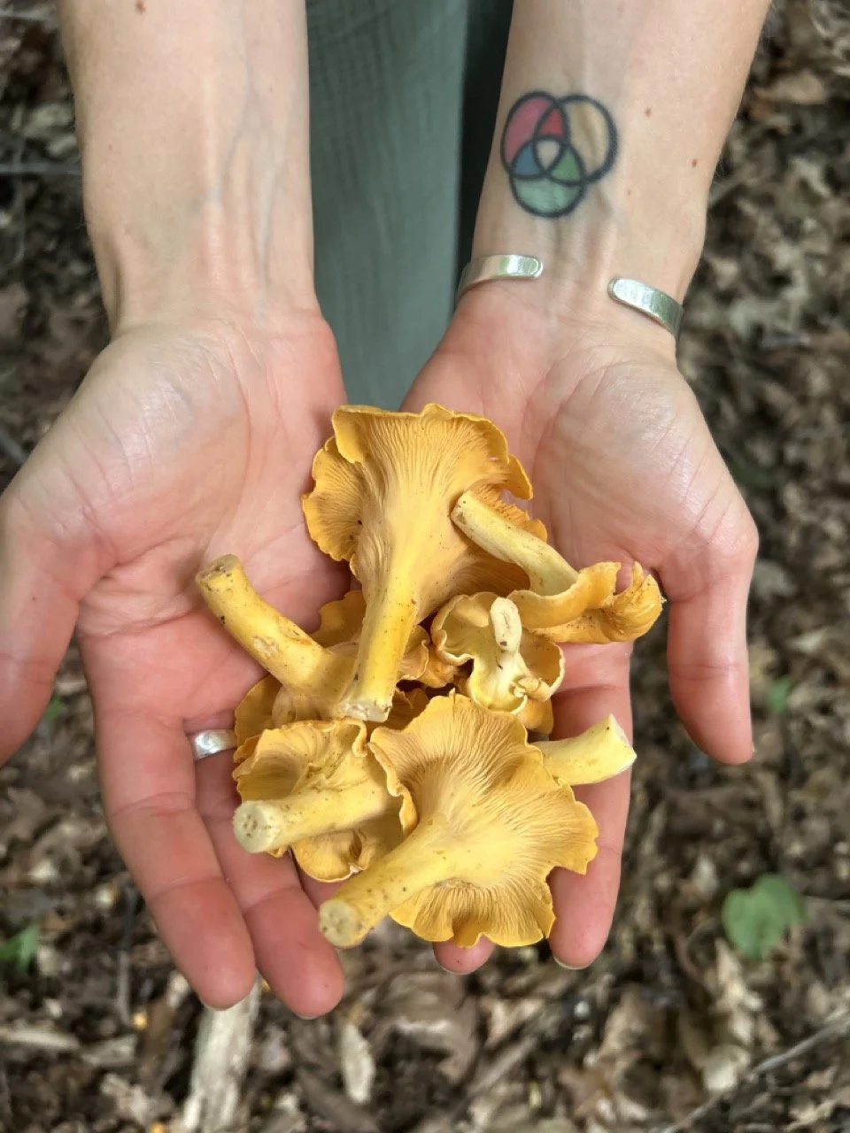 Foraging Wild Chanterelle Mushrooms
