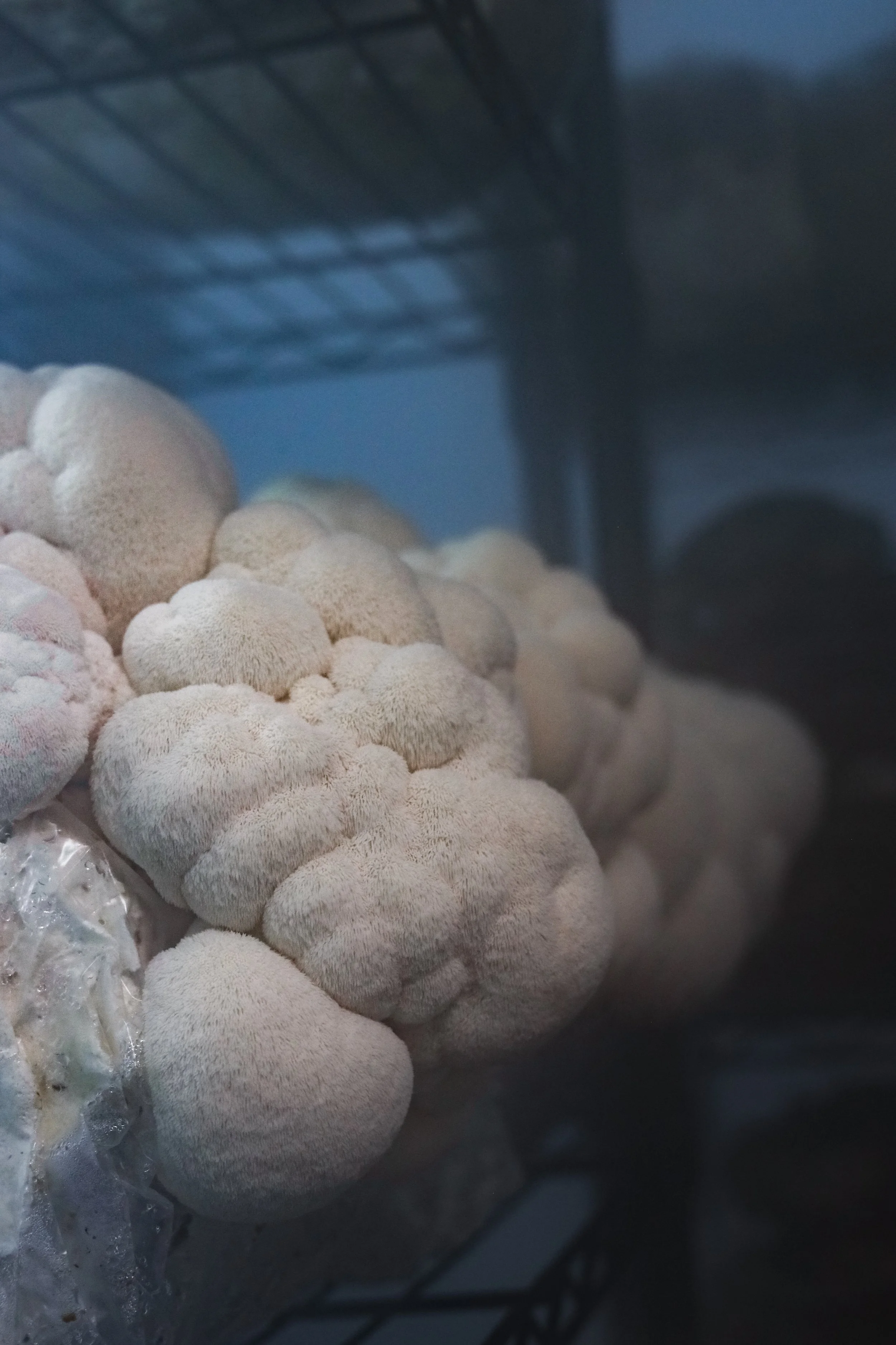 Lion’s Mane and Brain Fog