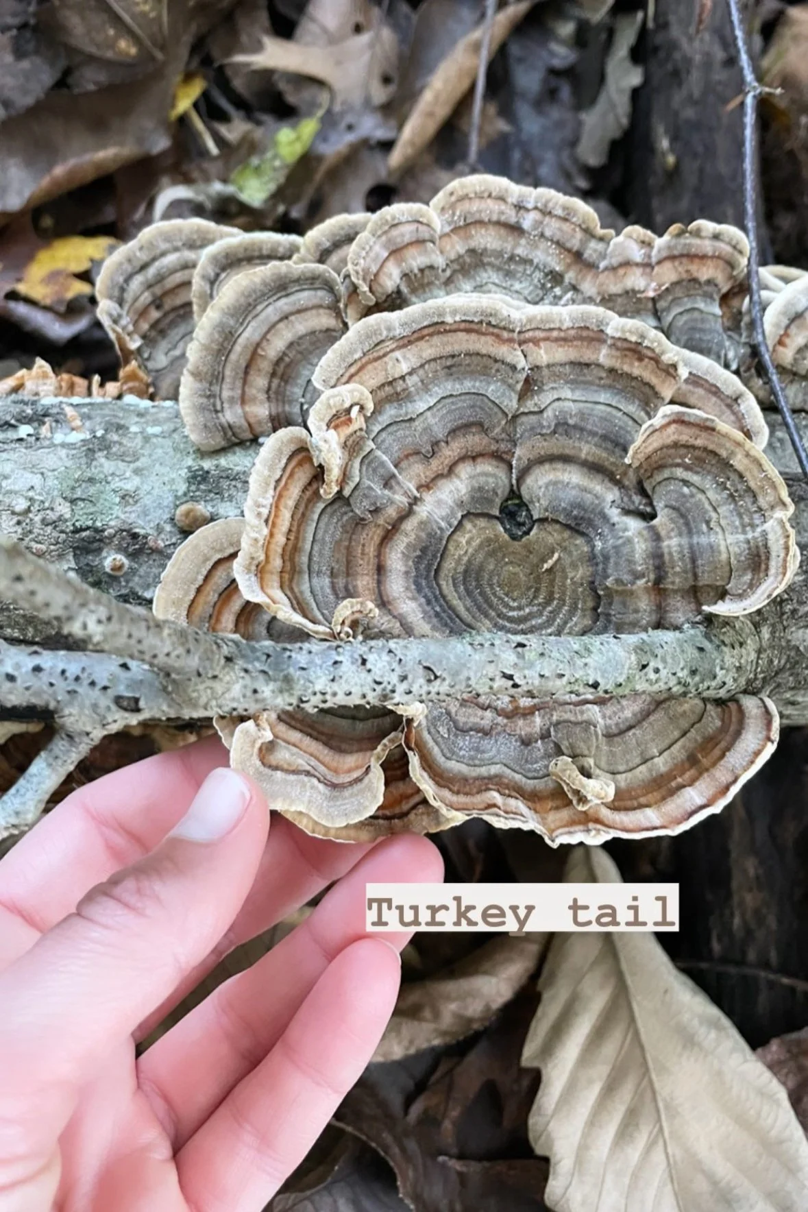 Turkey Tail Mushroom Identification Key Features Tips Nashville 