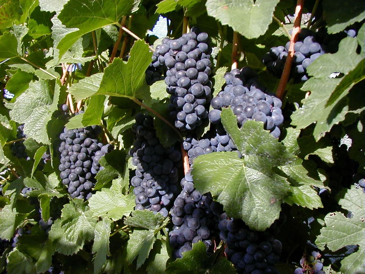 cabernet grapes.JPG