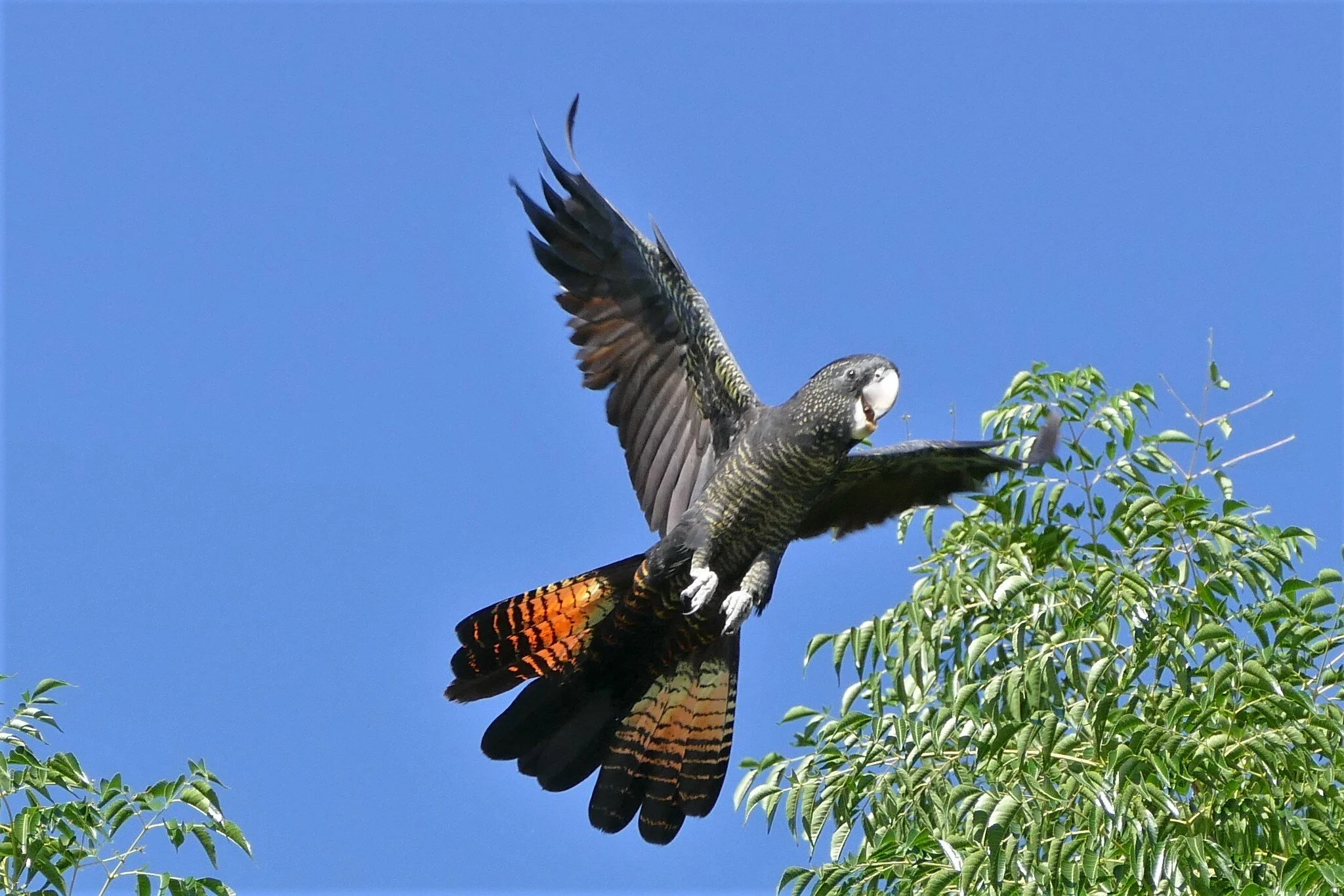 1290253 Red Tailed Black Cockatoo female.JPG