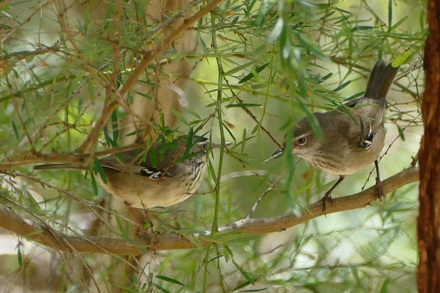1340064 White Browed Scrubwren.JPG