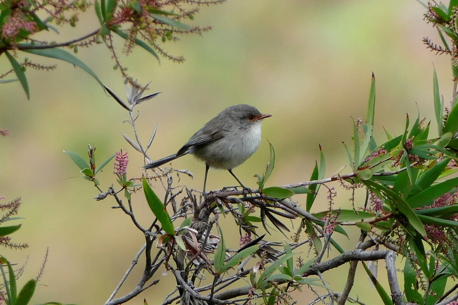 1380989 Splendid Fairy Wren-f.JPG