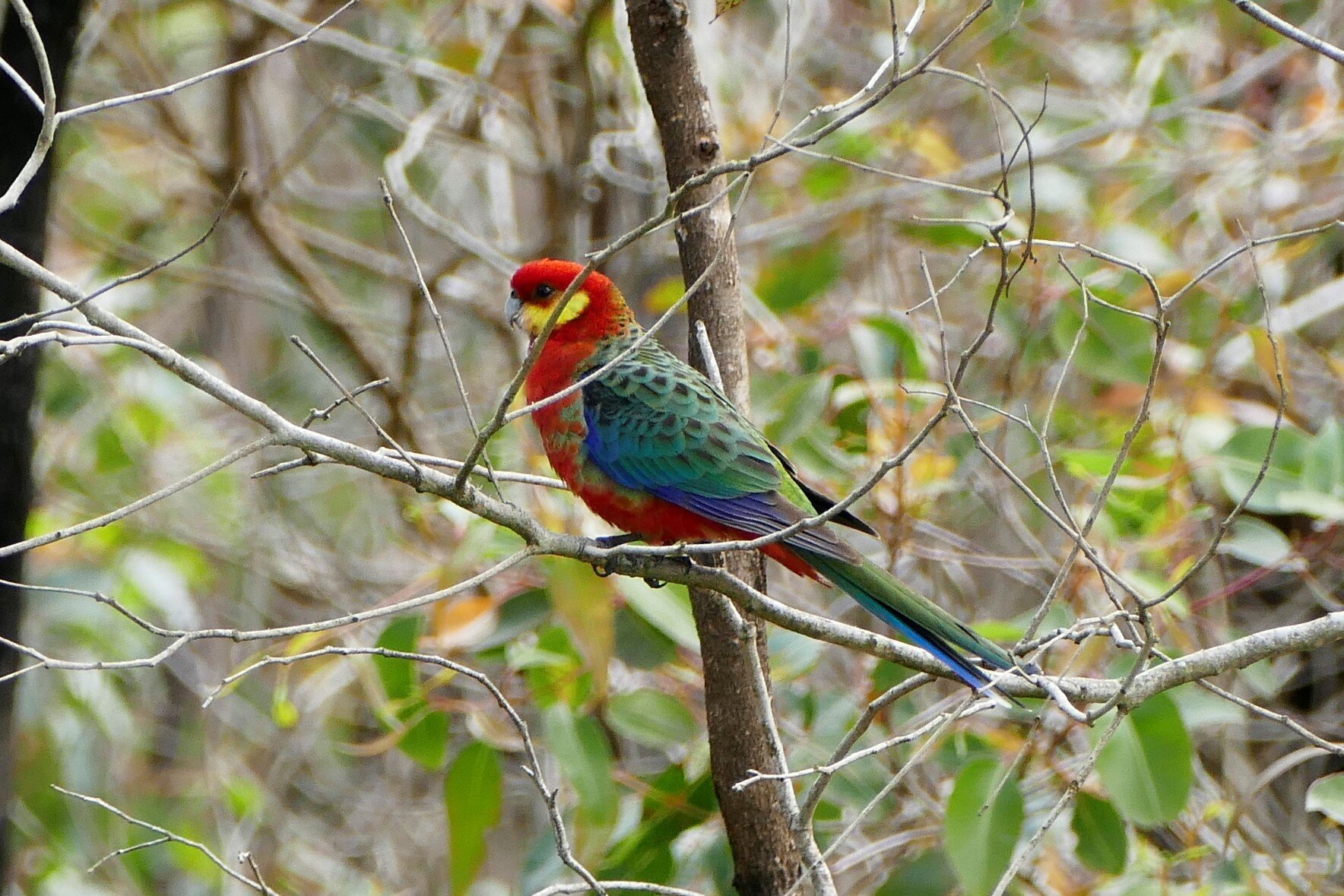 1380764 Western Rosella.JPG