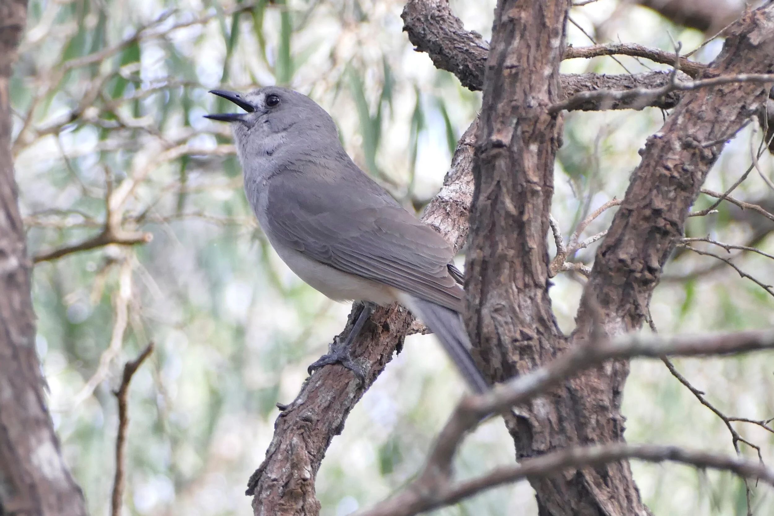 1140240 Grey Shrike Trush.JPG
