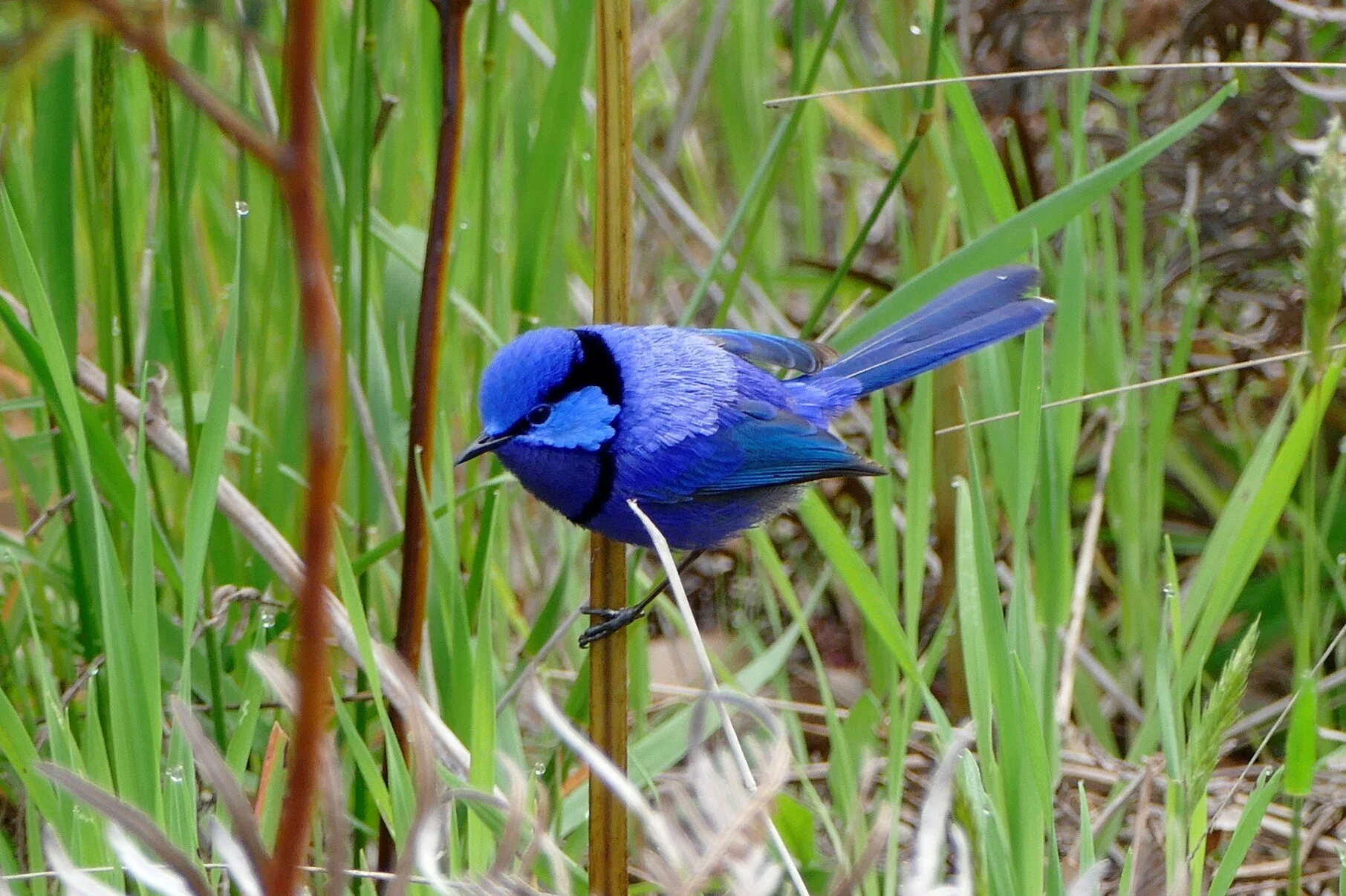 1390011 Splendid Fairy Wren-m.JPG