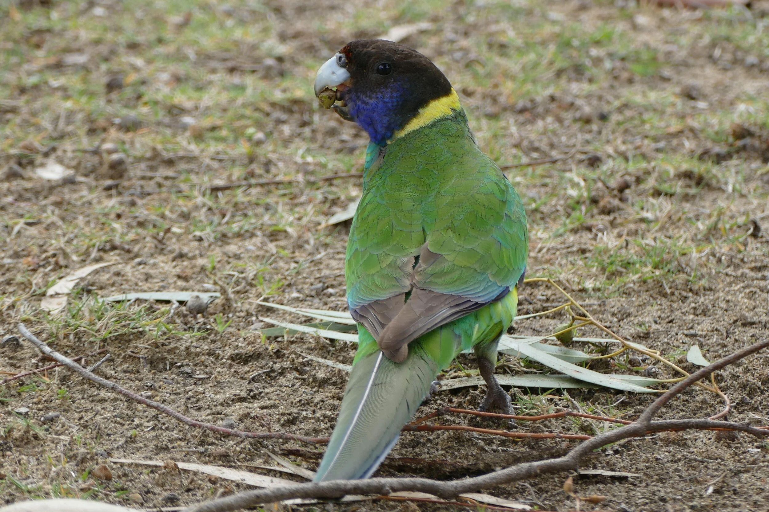 1350442 Australian Ringneck - 28.JPG
